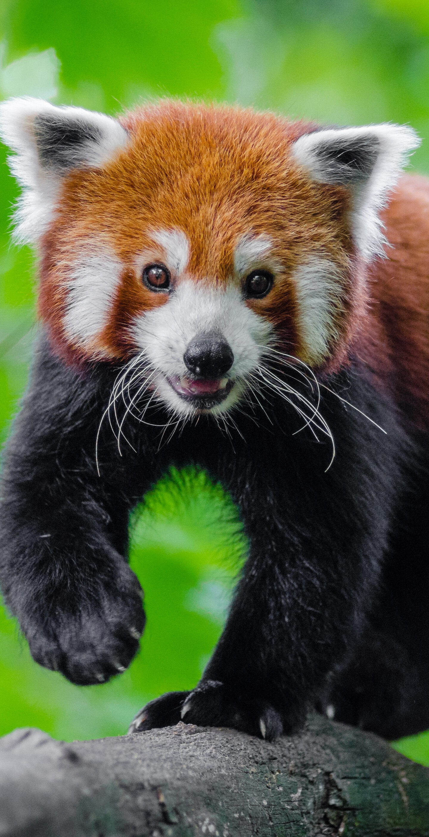 Panda: Ailurus fulgens, A small mammal native to the eastern Himalayas. 1440x2810 HD Wallpaper.
