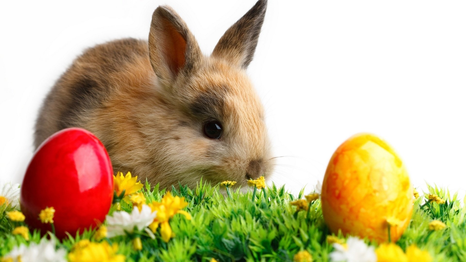 Bunny: The Easter rabbit, A folkloric figure and symbol of Easter. 1920x1080 Full HD Background.