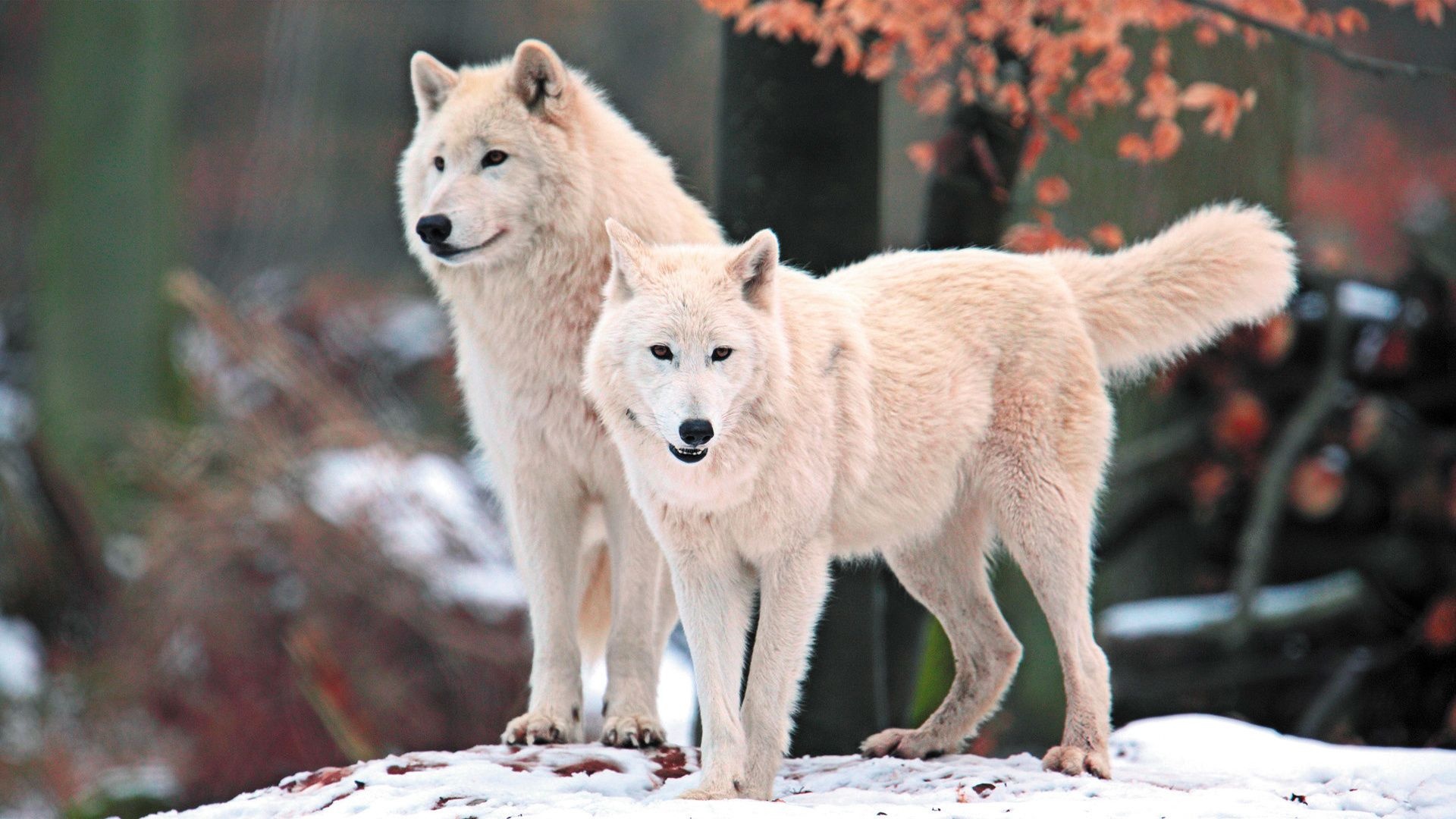 Arctic Wolf, White Wolves, Arctic wonder, Arctic beauty, 1920x1080 Full HD Desktop