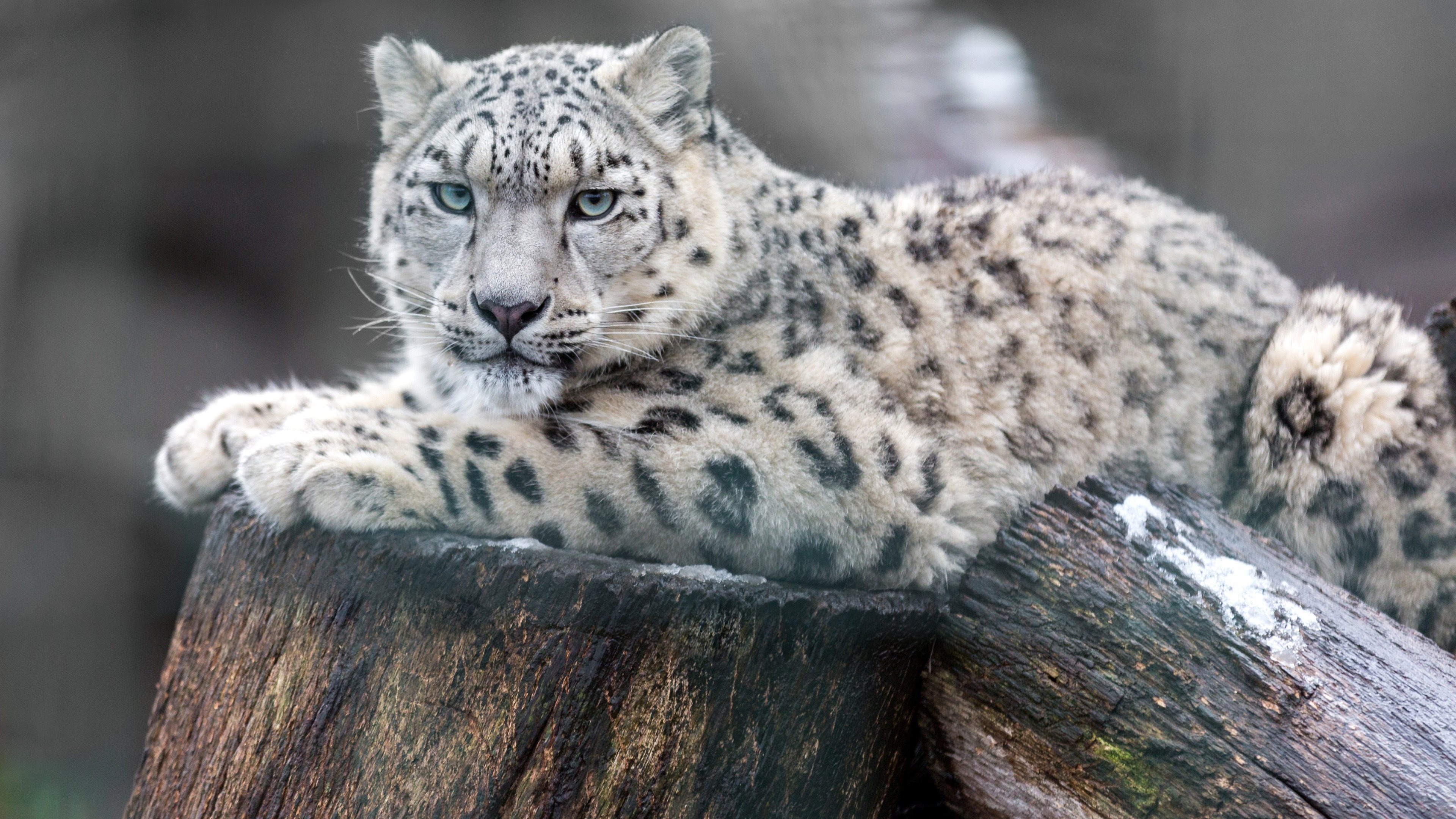 Snow leopard 4k, Wild animals, Leopards monitor, Desktop pictures, 3840x2160 4K Desktop