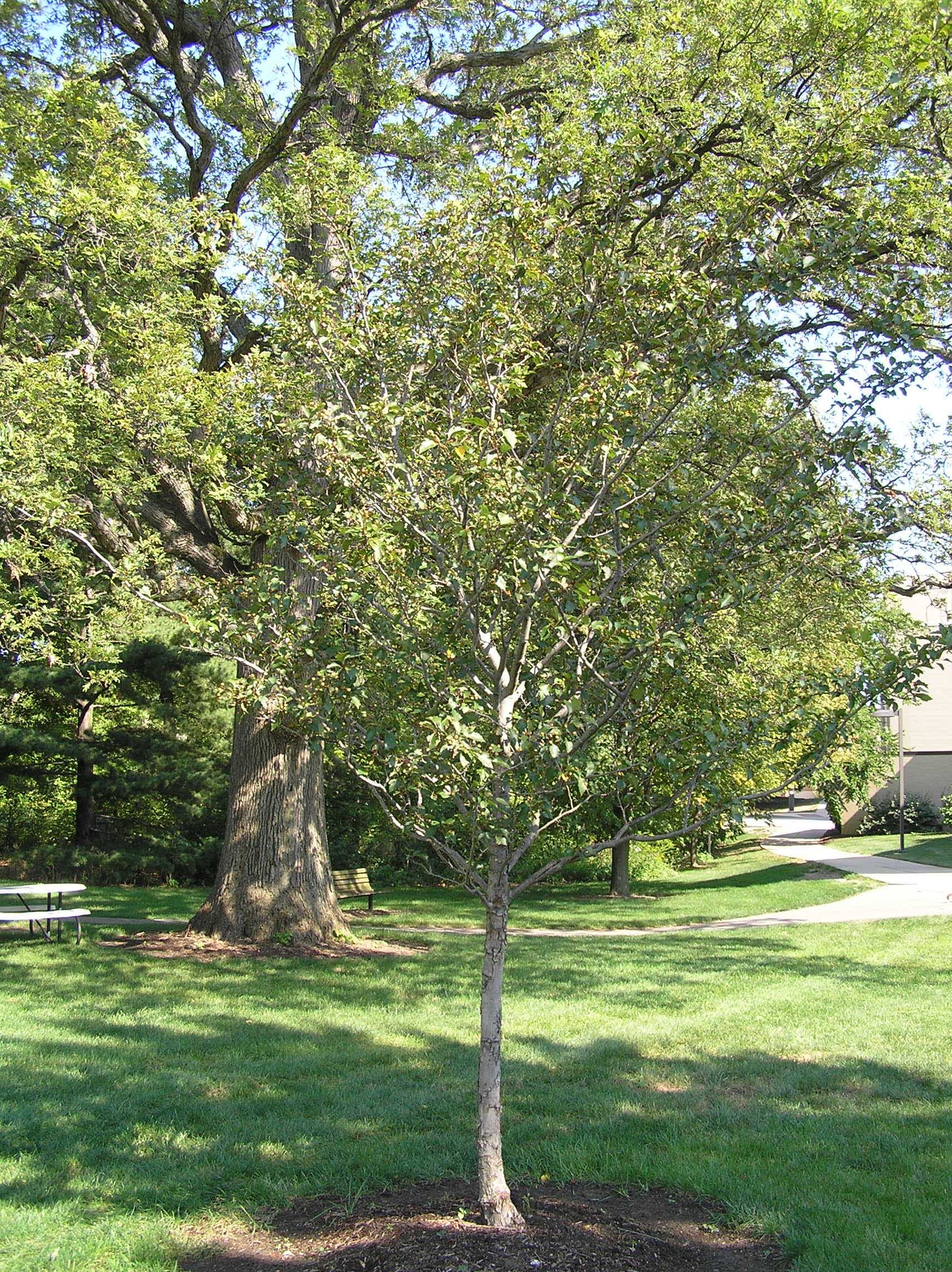 Hawthorn Tree Nature, Green Hawthorn, Purdue Fort Wayne, 1720x2290 HD Phone
