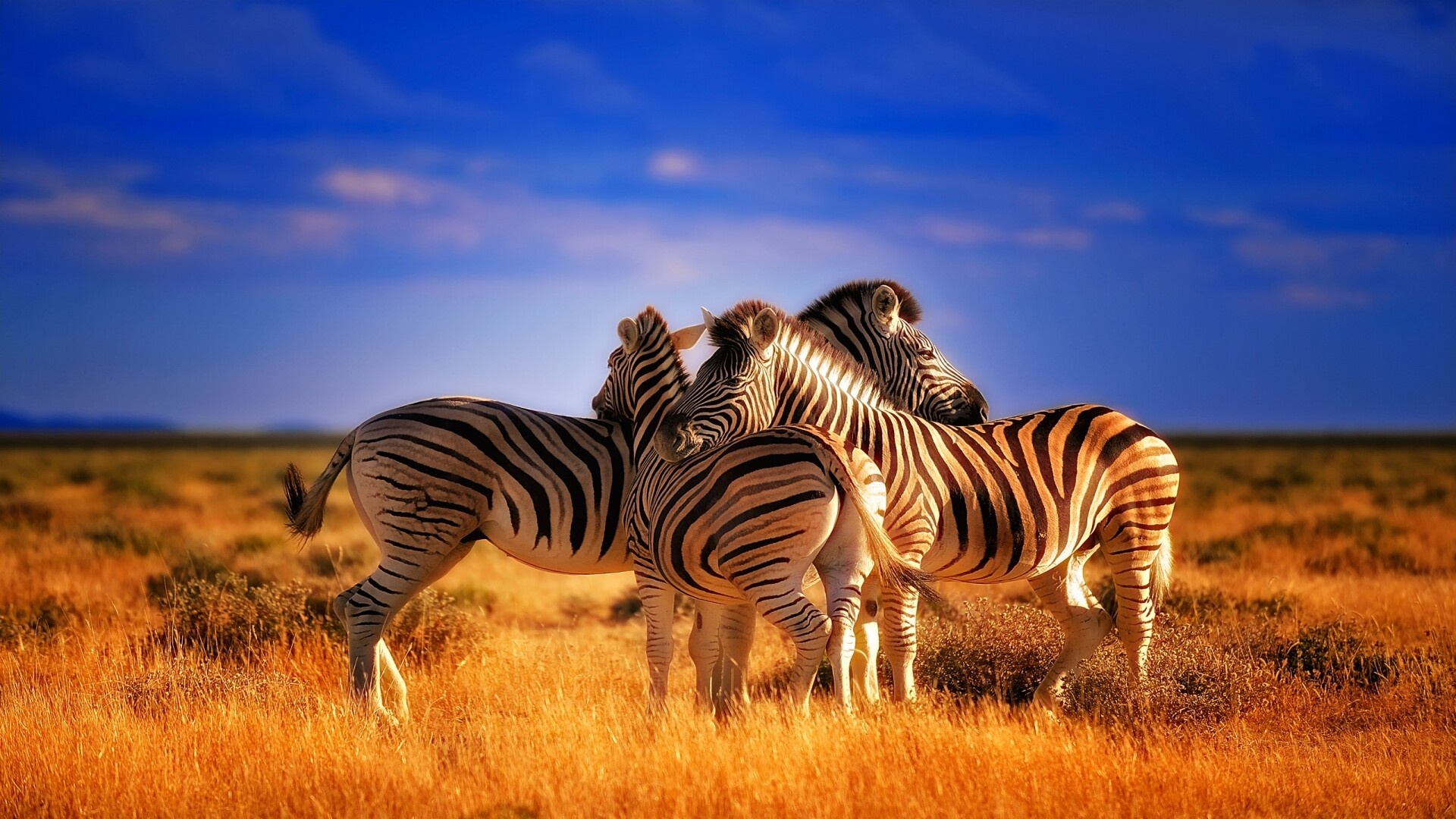 HD and 4K zebra wallpapers, Free images for iPhones and Android, High-quality PC and mobile backgrounds, Stunning zebra imagery, 1920x1080 Full HD Desktop