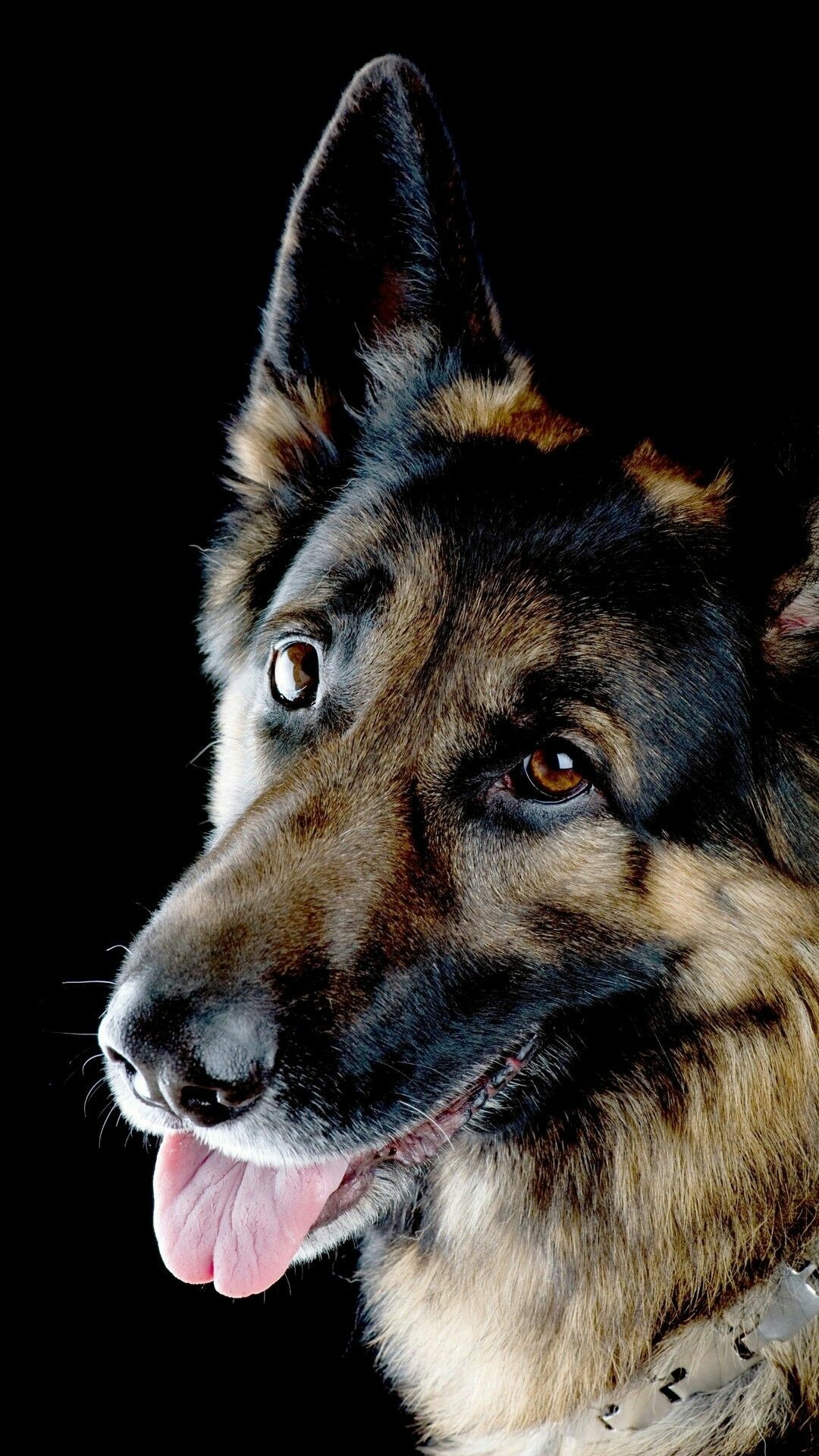 German Shepherd: The second most popular dog breed in America, Companion dog. 1080x1920 Full HD Wallpaper.