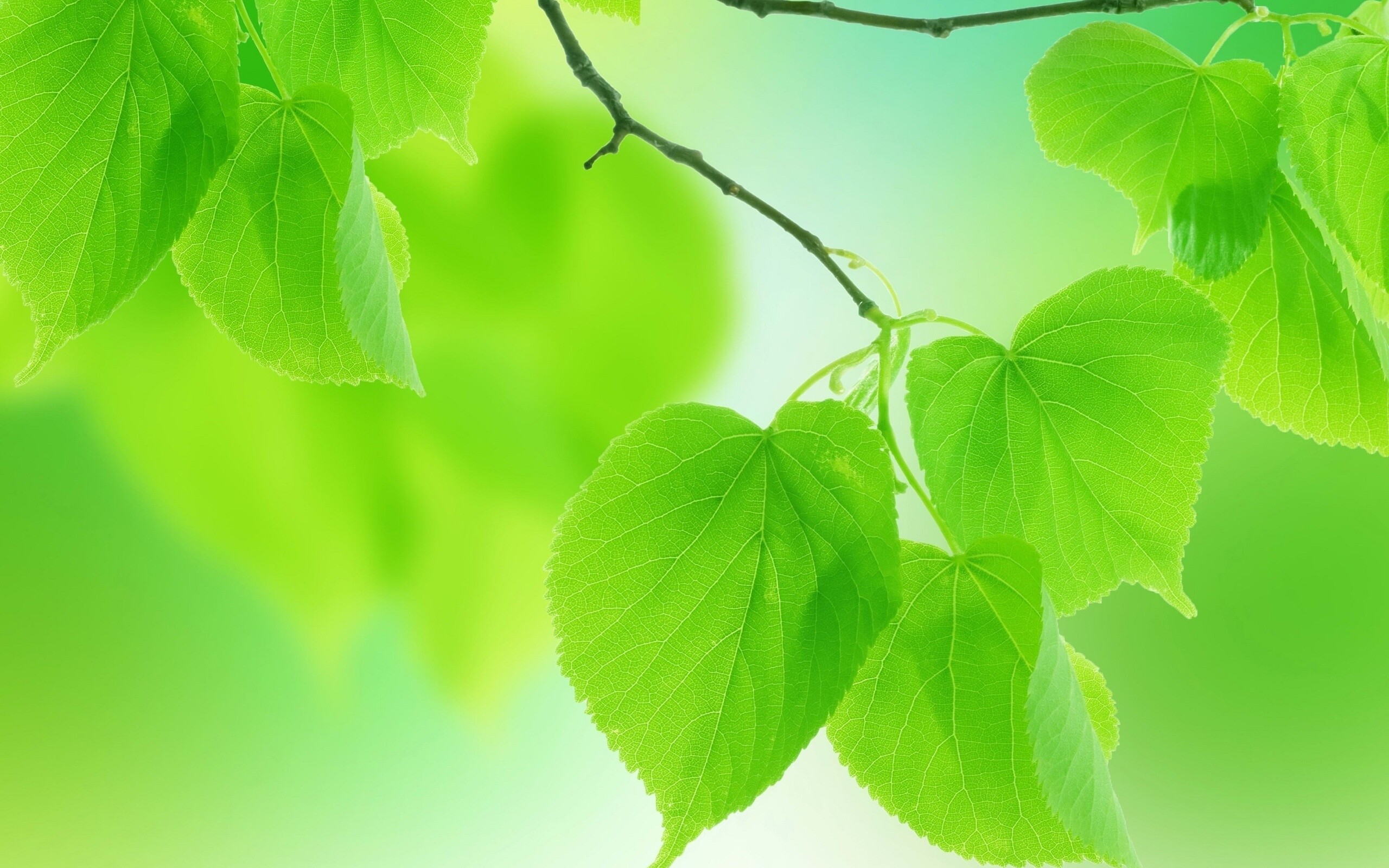 Leaf: The blade is composed of cells filled with chloroplasts that capture light during the day. 2560x1600 HD Background.