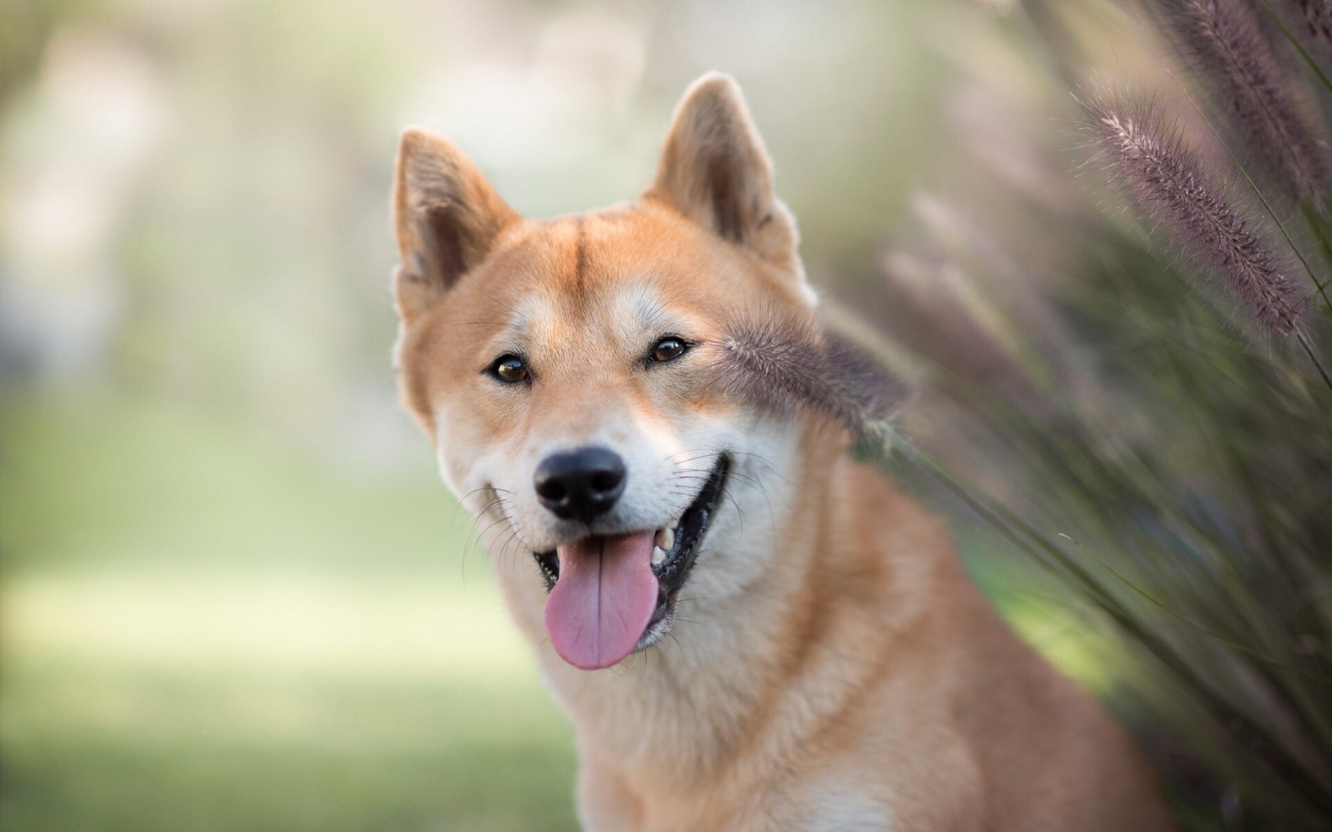 Shiba Inu: Japanese dog, Pets, The number one companion dog in Japan. 1920x1200 HD Wallpaper.