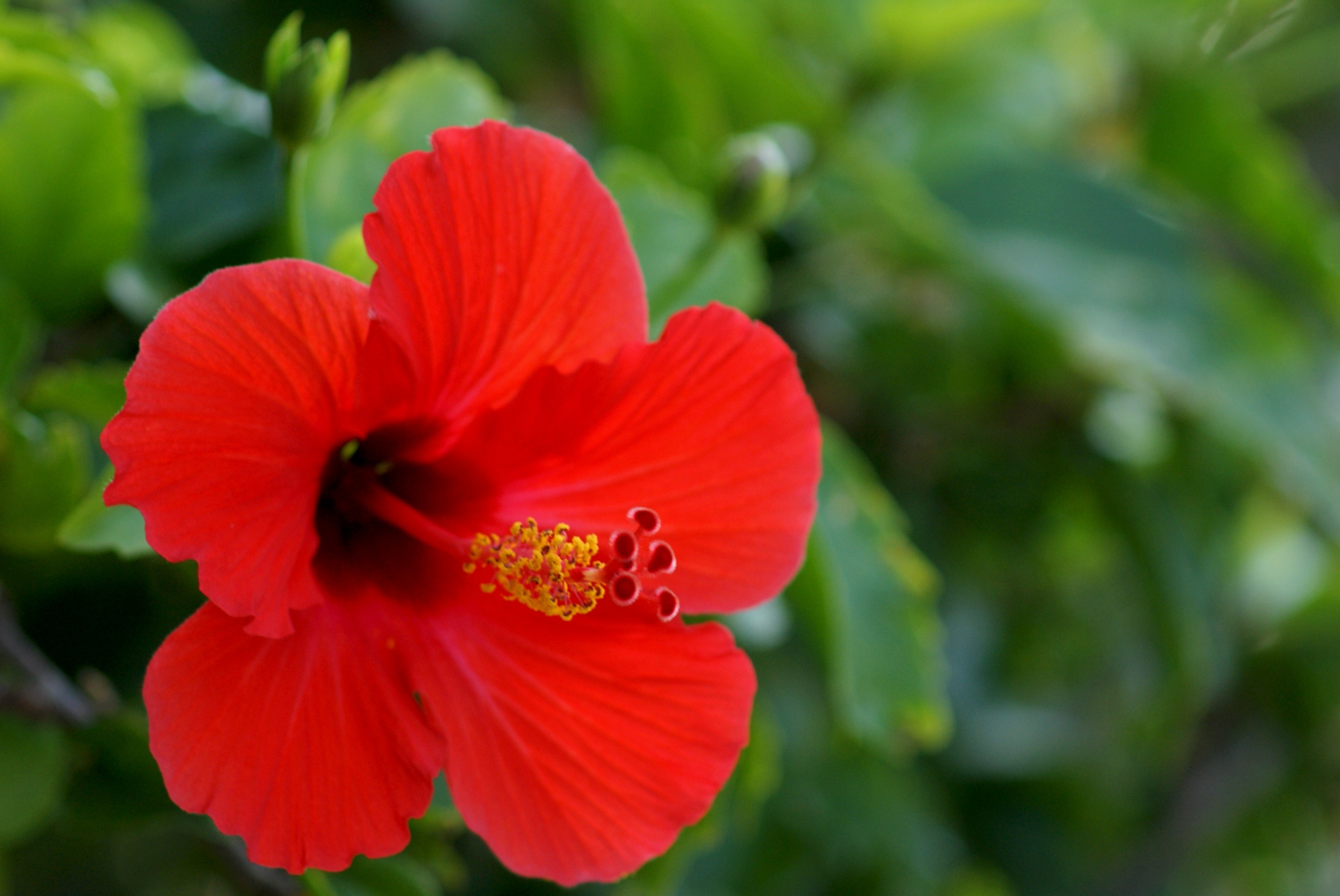 Blooming hibiscus, Foliage leaves, Nature photography, Beautiful flowers, 2900x1940 HD Desktop