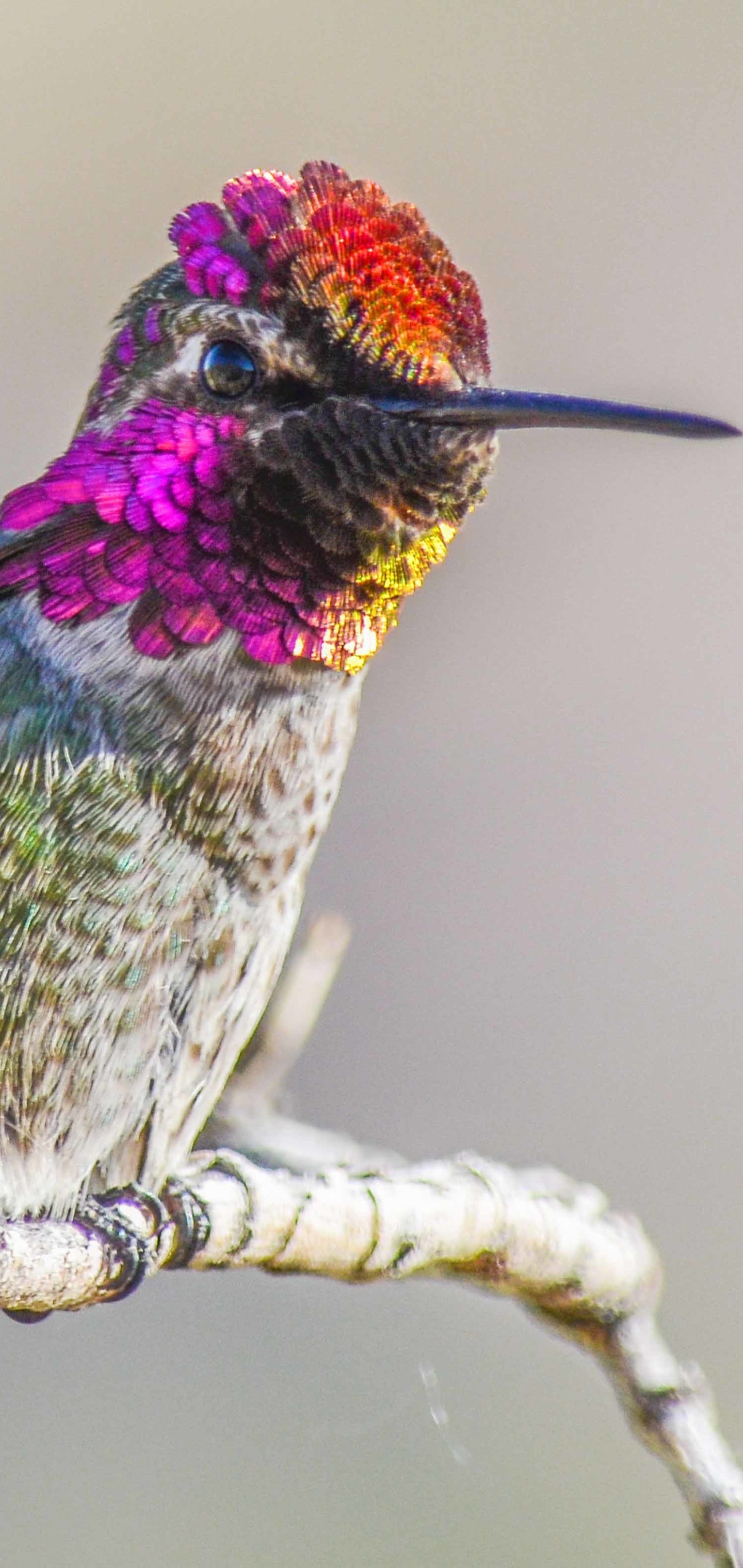 Animal hummingbird, Striking creature, Nature's gem, Graceful presence, 1440x3040 HD Phone