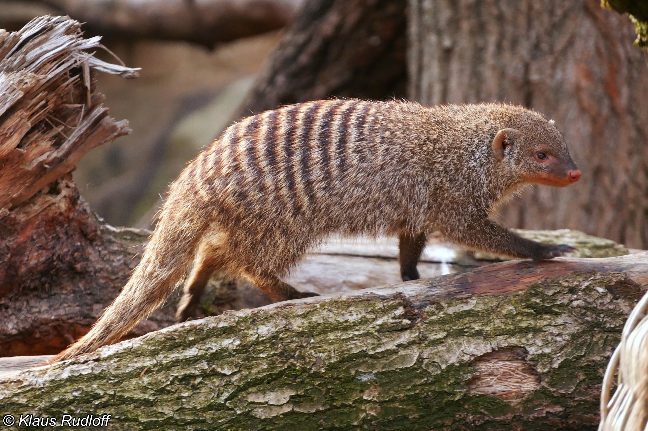 Mungos mungo, Colonus East African banded mongoose, Captivating wildlife, African savanna, 2100x1400 HD Desktop