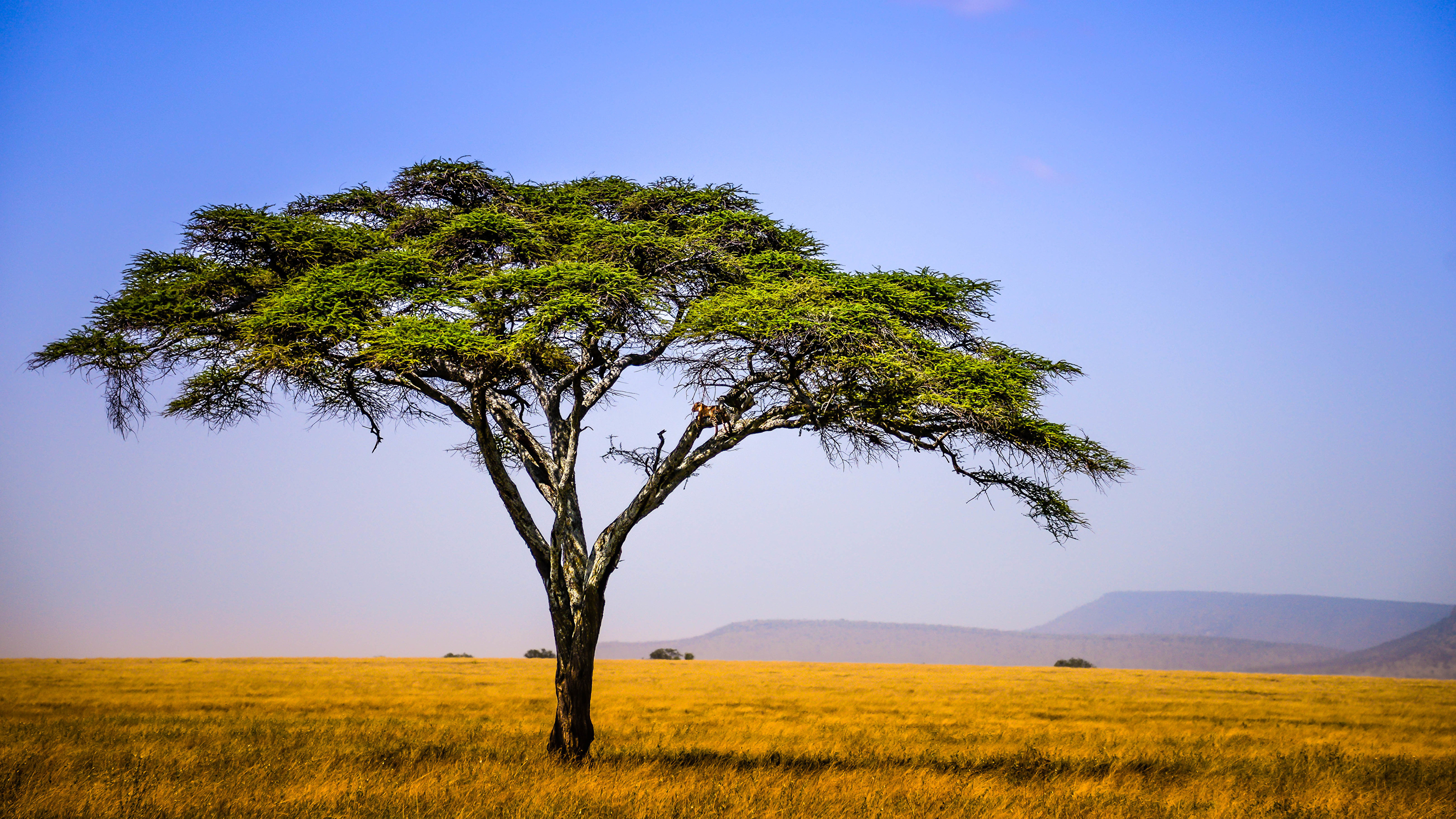 Grassland: African, Scenery, Country setting, Natural surroundings, Rural area. 3840x2160 4K Background.