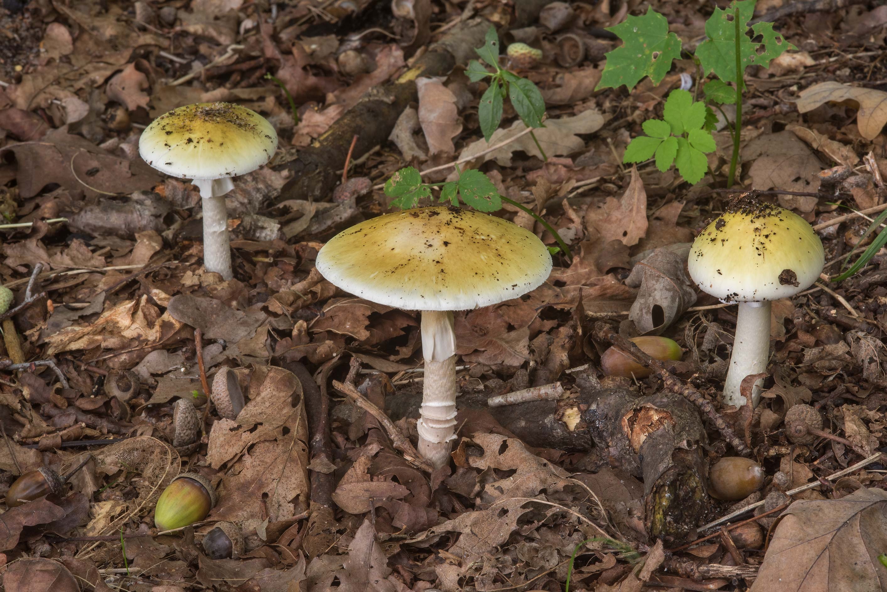 Death cap mushrooms, Amanita phalloides, From Russia, Nature's poison, 2830x1890 HD Desktop