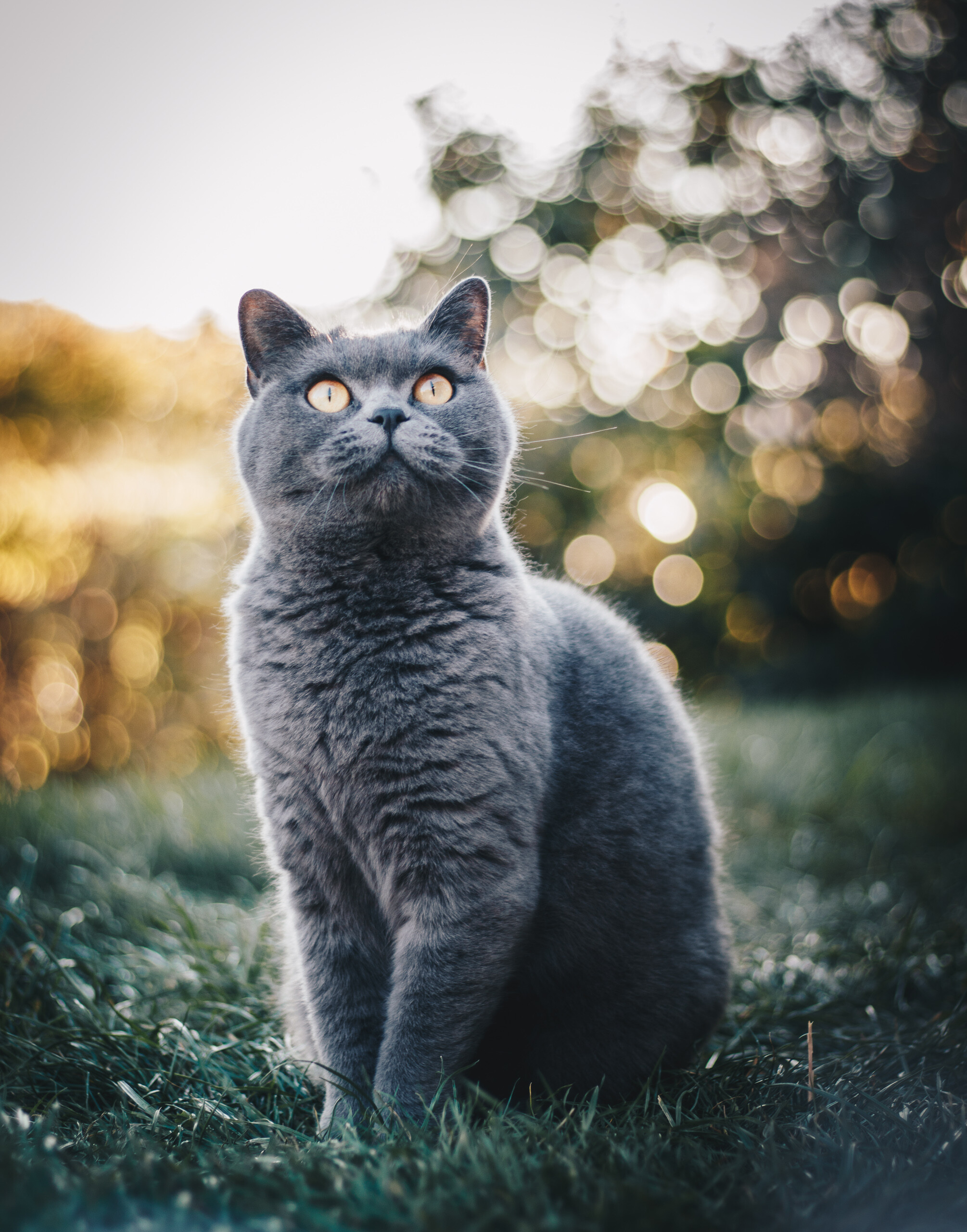 British Cat: The breed has been developed in a wide range of other colors and patterns, including tabby and colorpoint. 2010x2560 HD Background.