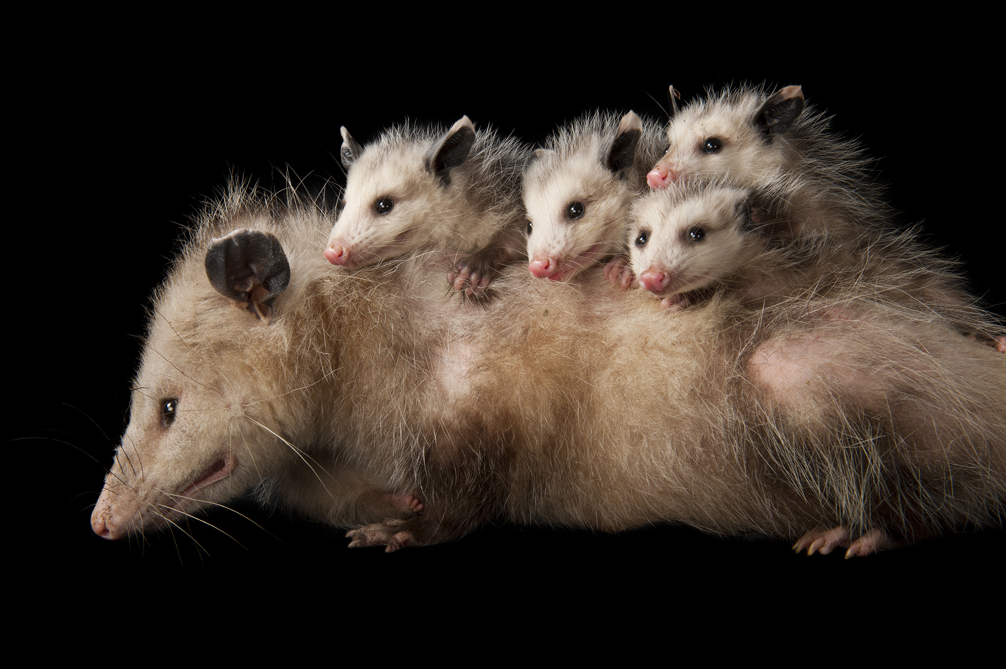 Opossum, Wildlife photography, Unique marsupial, Night-time creatures, 2050x1370 HD Desktop
