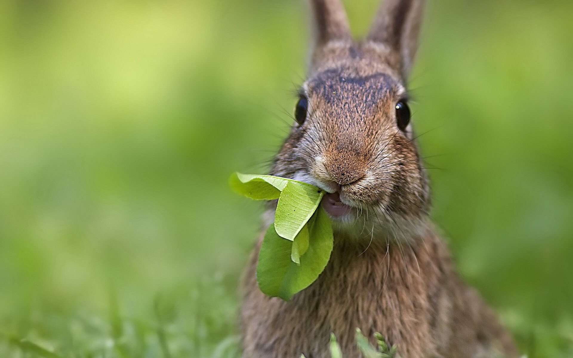 Rabbit: Bunnies, Herbivores, Mostly feeds on plants. 1920x1200 HD Background.