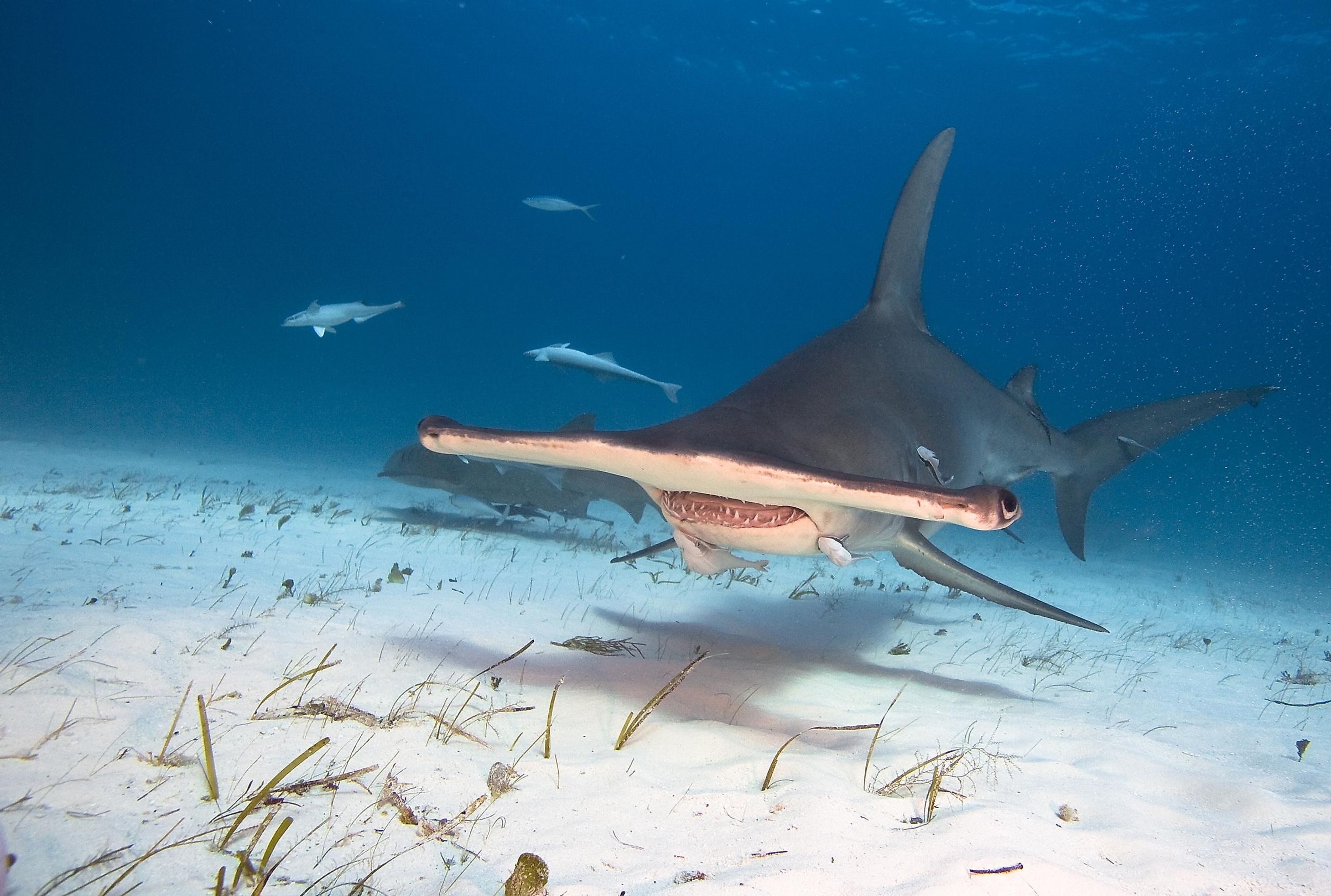 Hammerhead sharks, Extraordinary gaze, Oceanic wonders, Unique predators, 2820x1900 HD Desktop