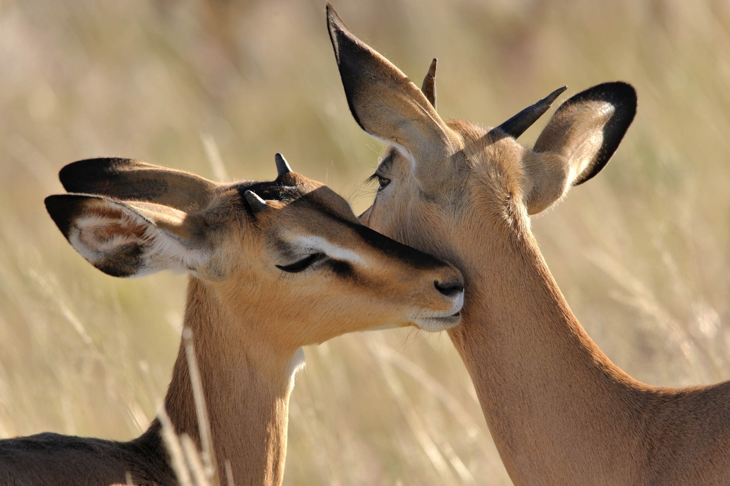 Antelope love, Wildlife wallpaper, Romantic scenery, Adorable couple, 2400x1600 HD Desktop