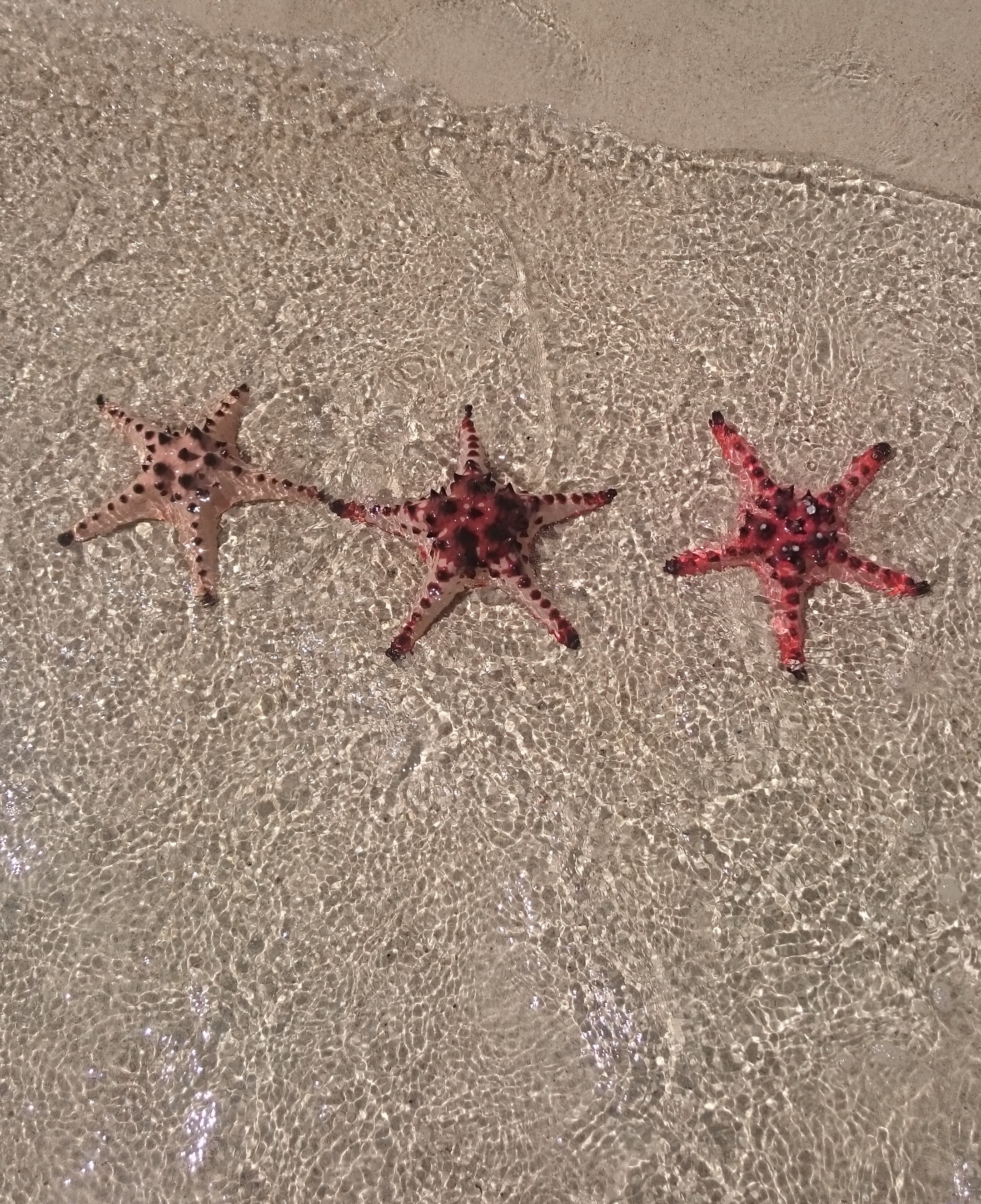 Sea Star: Beach, Nature, Sand, Ocean, Shore, Starfish, Echinoderm, Marine invertebrates. 2160x2650 HD Wallpaper.