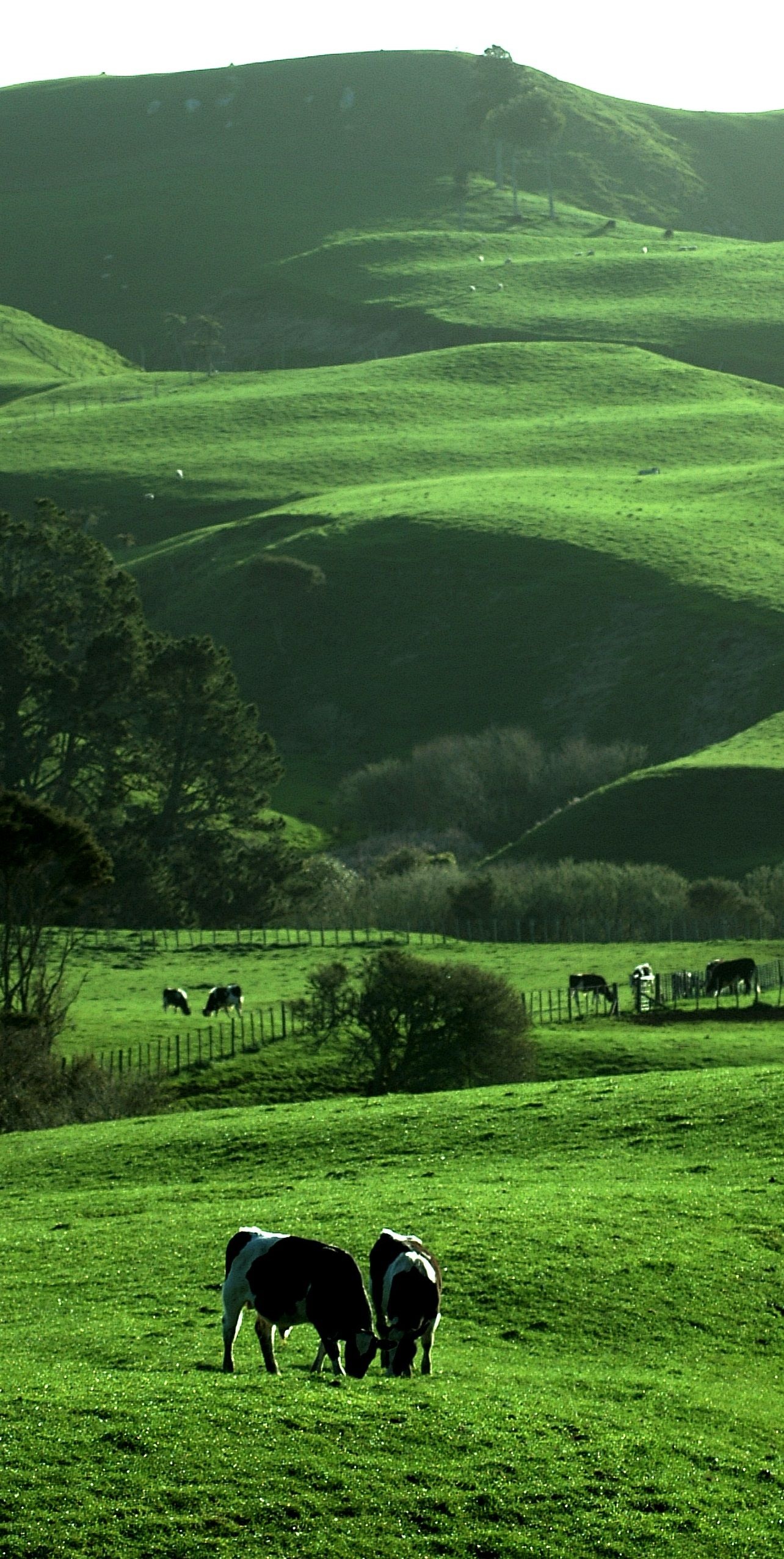 Hamilton landscapes, Rural beauty, Waikato NZ, Travel destinations, 1290x2560 HD Phone