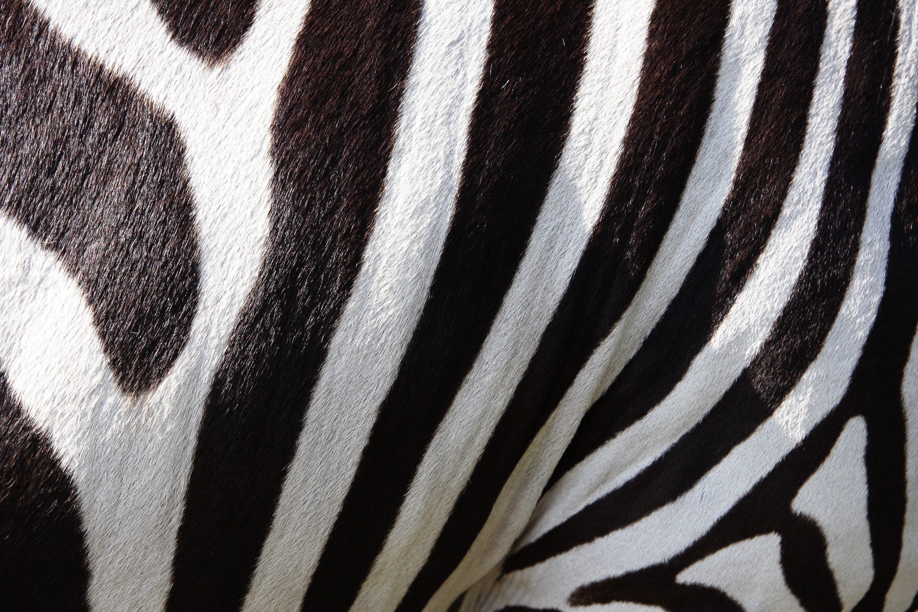 Free stock photo of zebra fur, Close-up zebra details, Textured zebra visuals, High-quality animal imagery, 3220x2150 HD Desktop