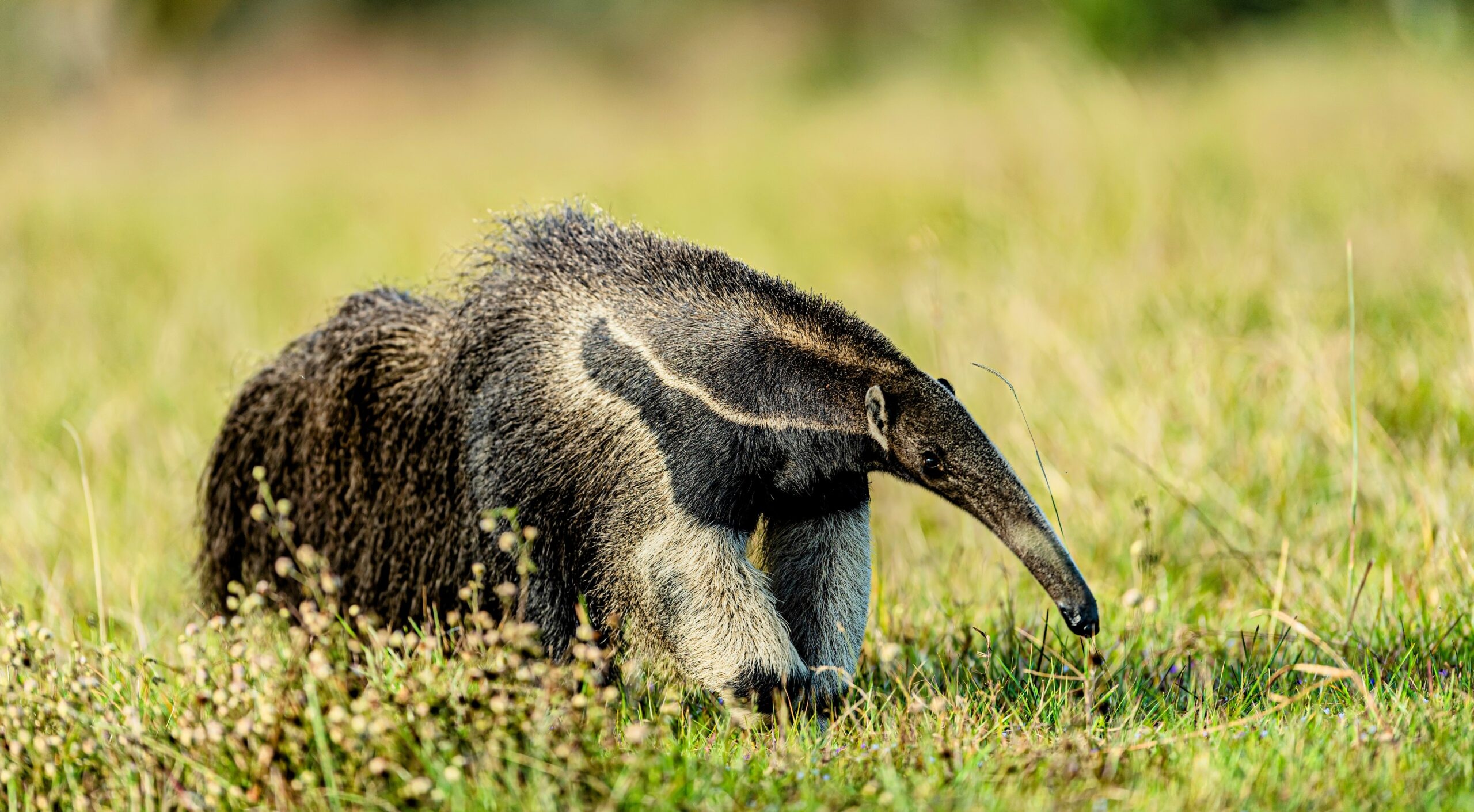 Forest dwelling, Giant anteaters, Natural patches, Warmth provider, 2560x1420 HD Desktop