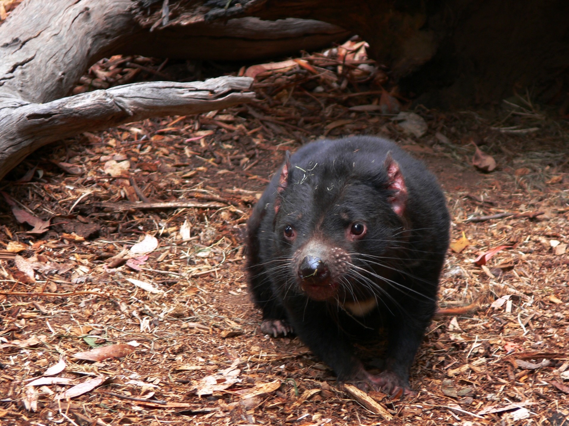 Unique wildlife sighting, Black Tasmanian Devil, Wild animal photography, Free image download, 1920x1440 HD Desktop