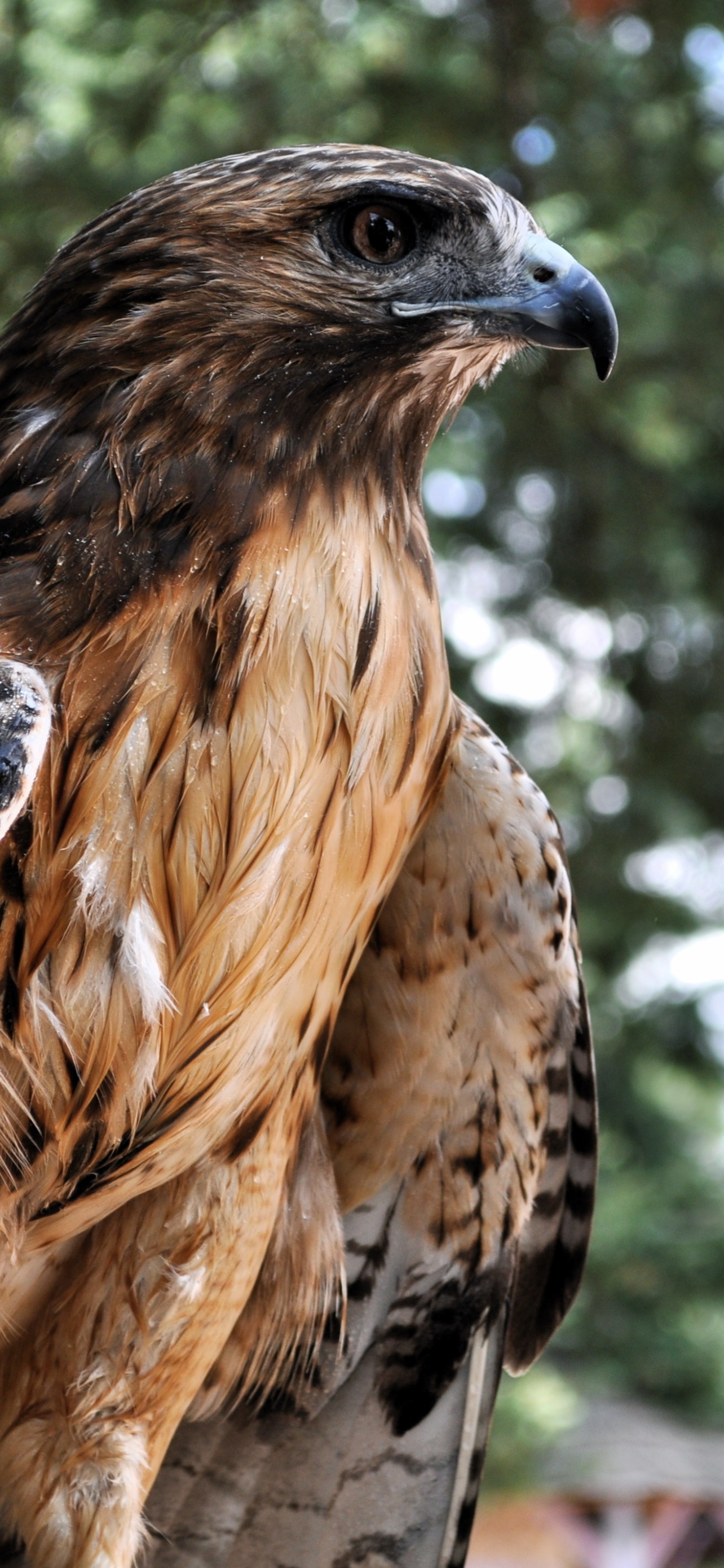 Beautiful hawk, Majestic creature, Wildlife photography, 1290x2780 HD Phone