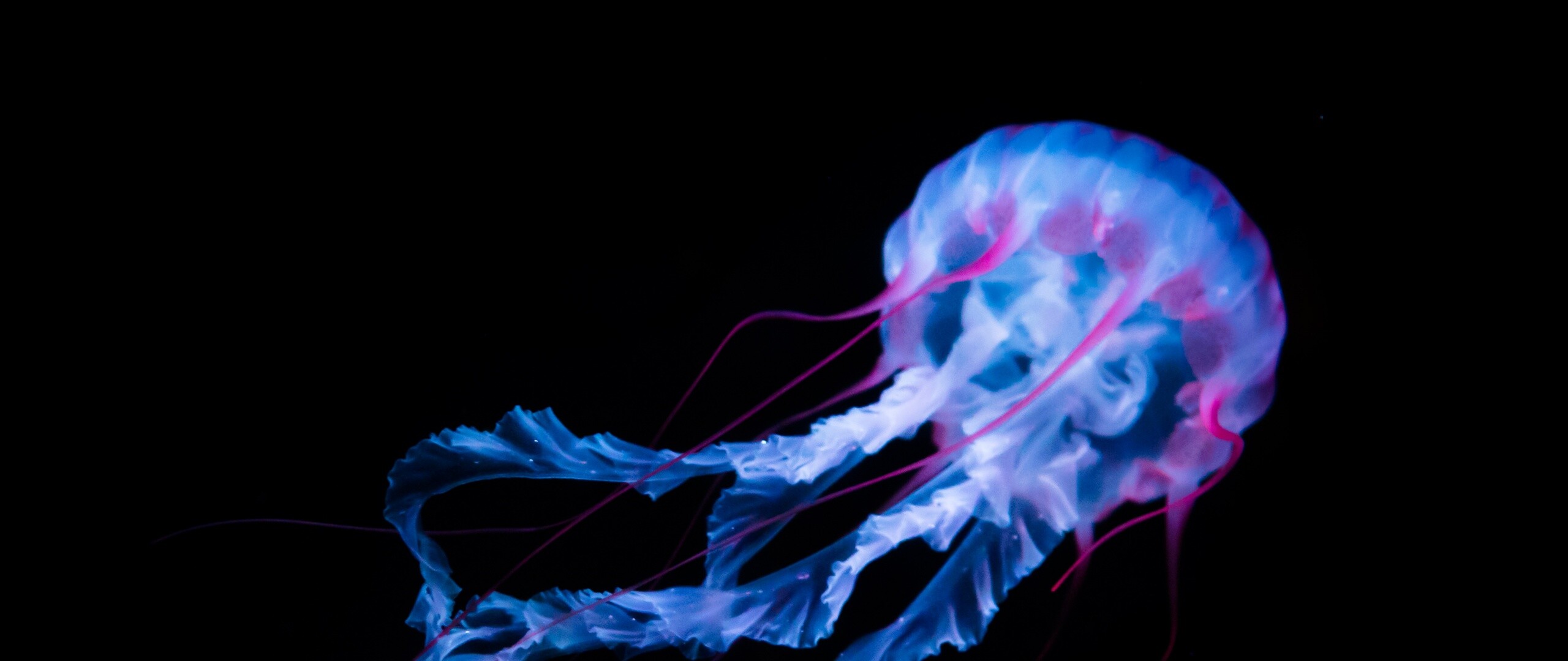 Glowing Jellyfish: Aurelia aurita, A single blue translucent disk in the center of their bell, Sea jelly. 2560x1080 Dual Screen Background.