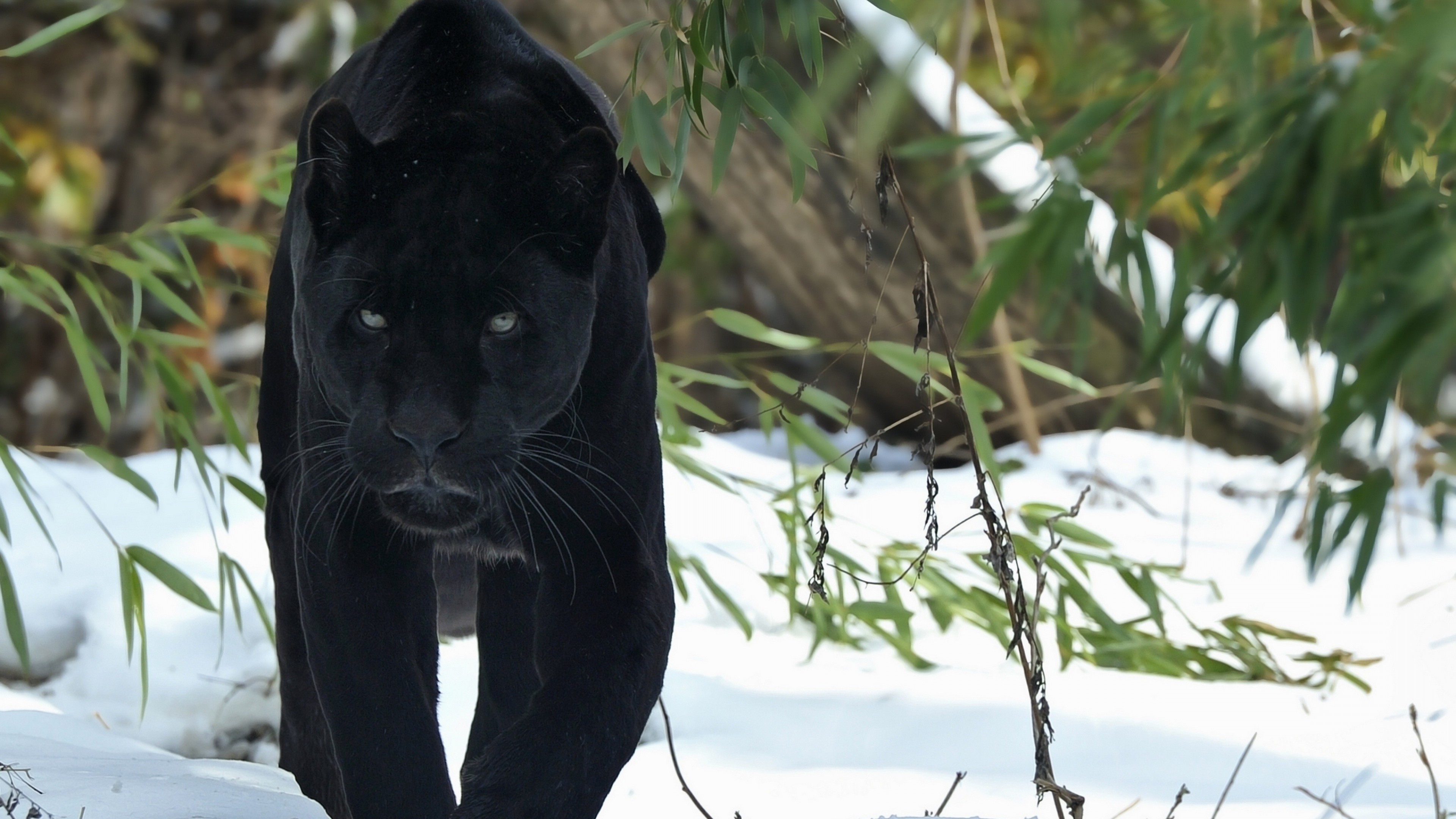Black Panther (Animal): Large felines classified in the genus Panthera. 3840x2160 4K Wallpaper.