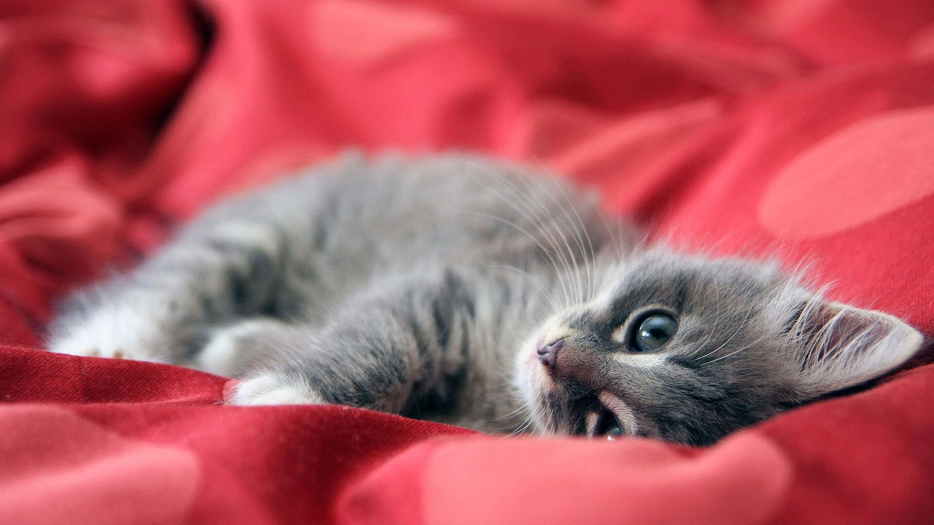 Kitten: Mammal with sharp teeth and claws, Feline. 1920x1080 Full HD Background.