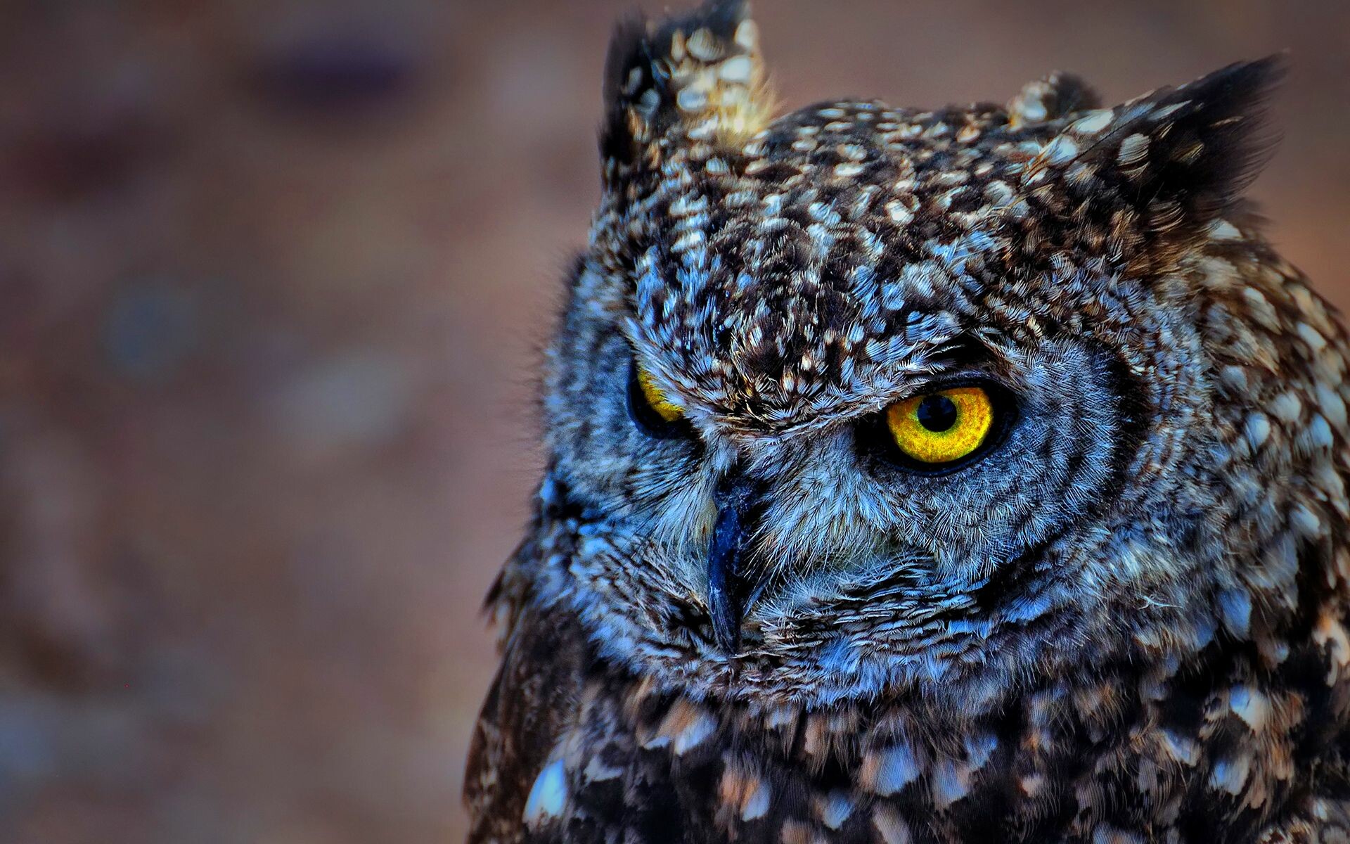 Owl: A large, round head and large, forward-facing eyes are a feature that makes Owls instantly recognizable. 1920x1200 HD Background.
