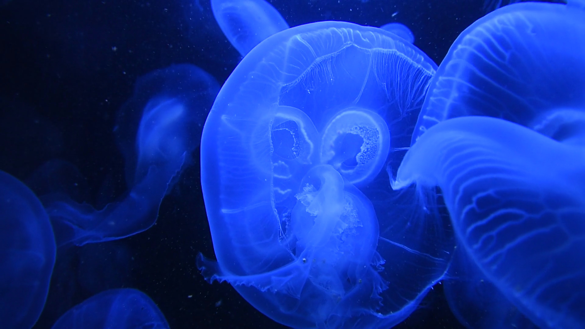Group of jellyfish, Harmonious marine life, Peaceful ocean creatures, Beautiful aquatic scene, 1920x1080 Full HD Desktop