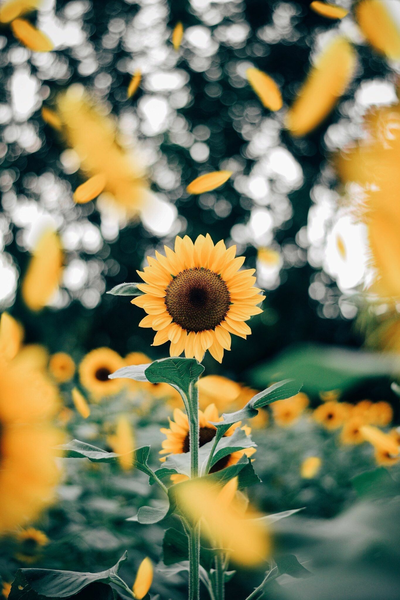 Sunflower: Sunflowers grow best in fertile, moist, well-drained soil with heavy mulch. 1370x2050 HD Background.