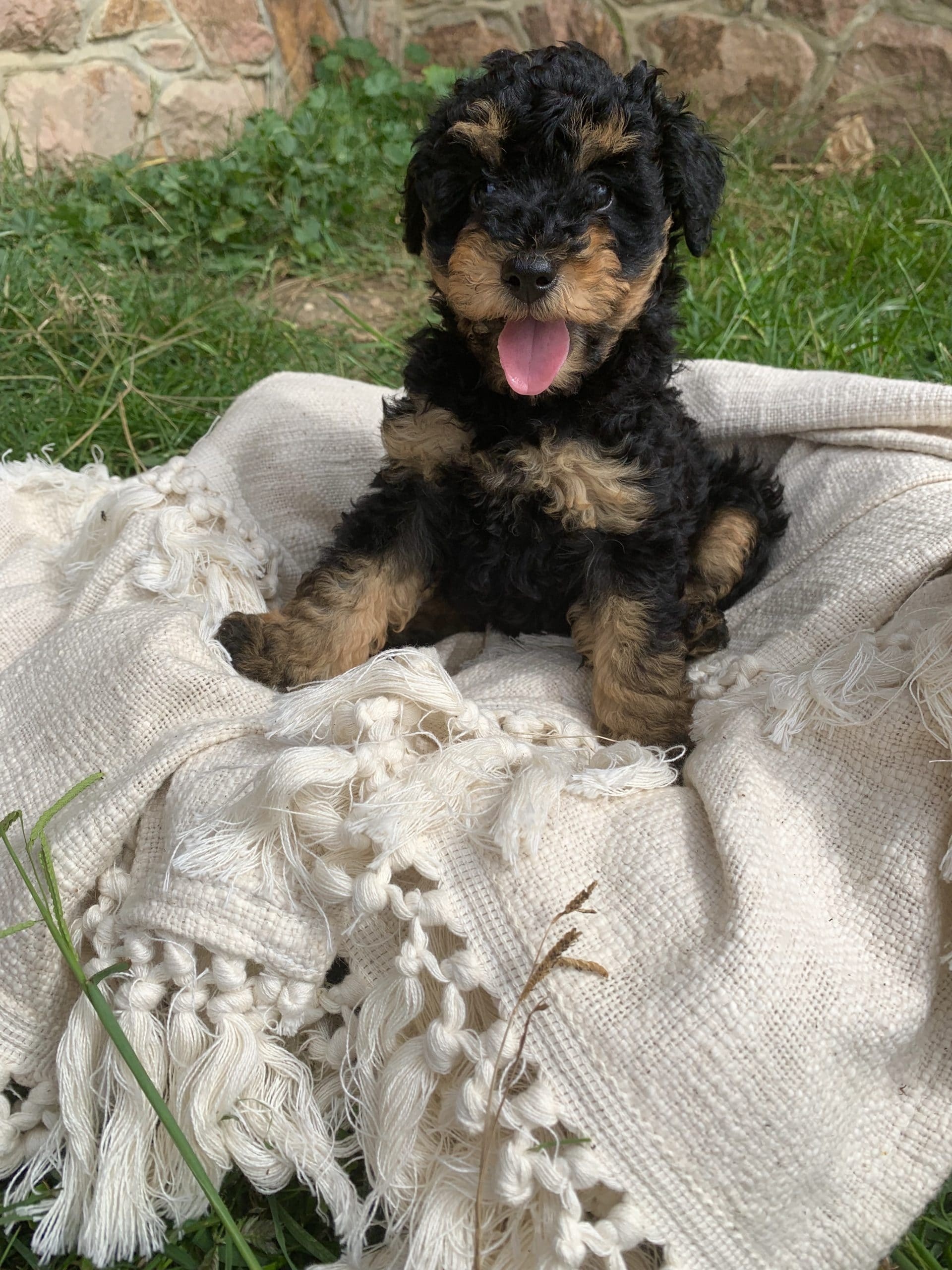 Airedoodle puppies, Stonehaven Park, Playful canines, Puppy love, 1920x2560 HD Handy