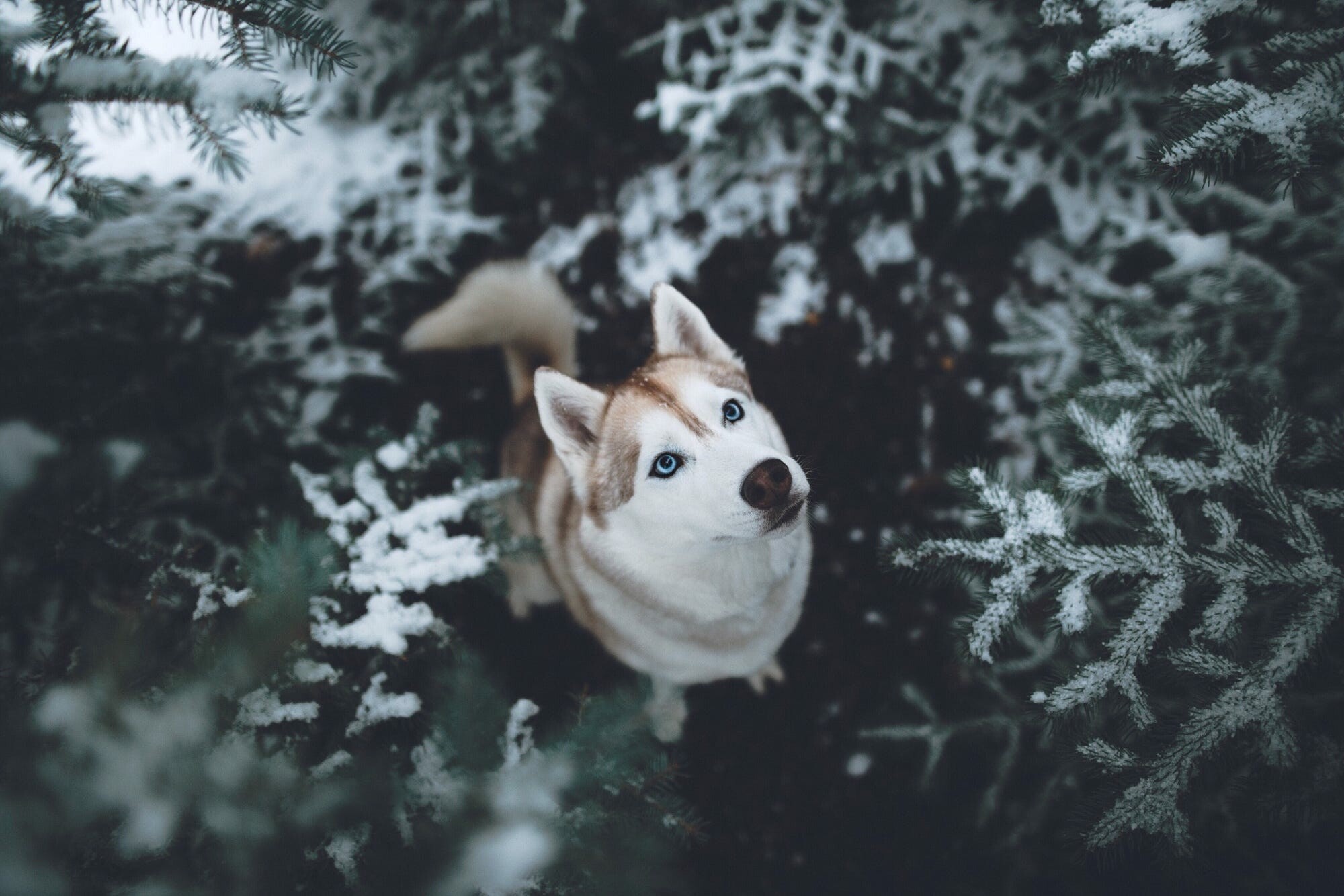 Siberian Husky: Animals, Togo became a foundation dog for the breed. 2000x1340 HD Background.