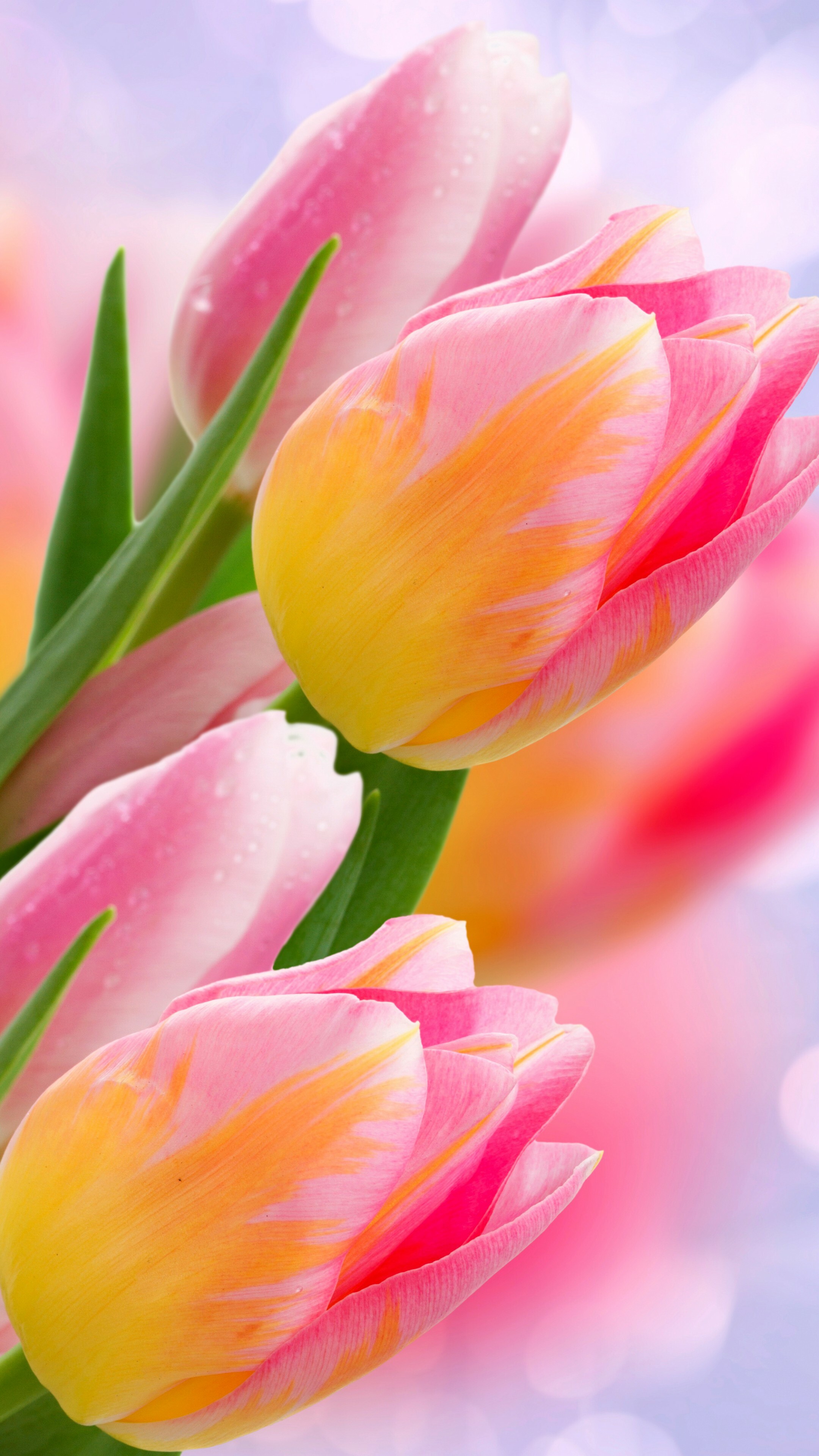 Tulip: Flowering plant, Herbaceous plant, Cut flowers. 2160x3840 4K Background.