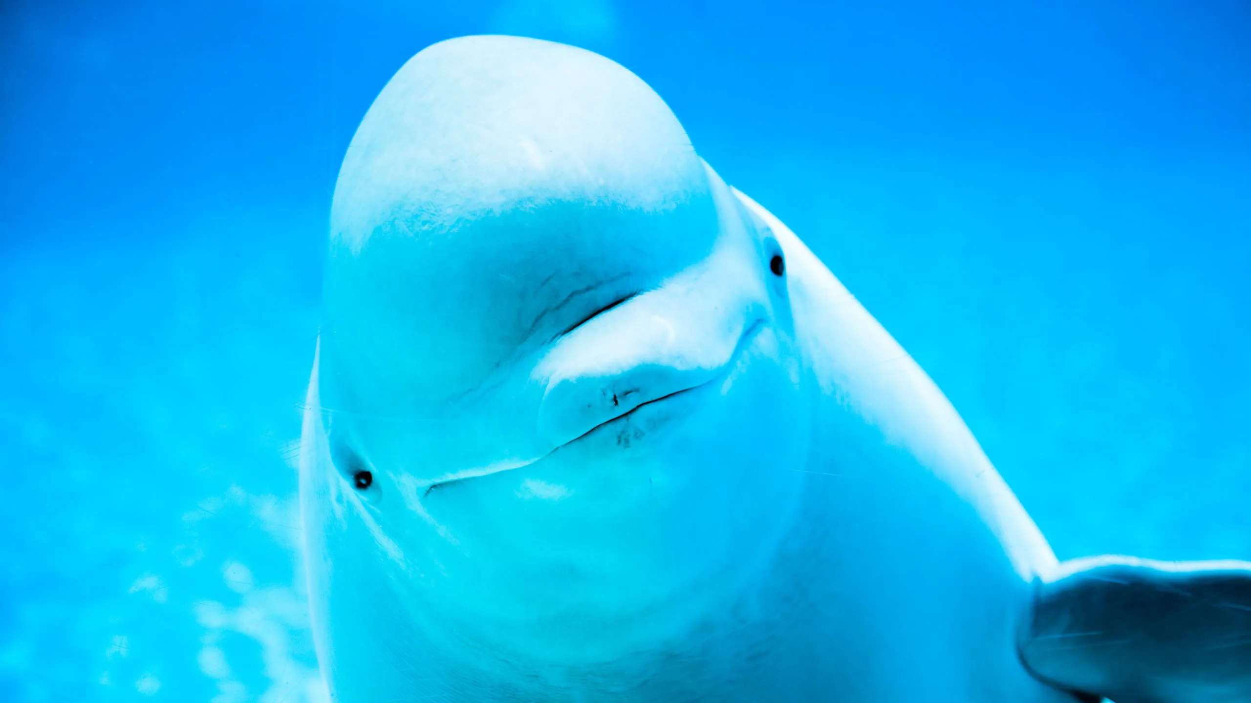 Spend time, Beluga Whales, Nature's beauty, Aquatic wonder, 2560x1440 HD Desktop