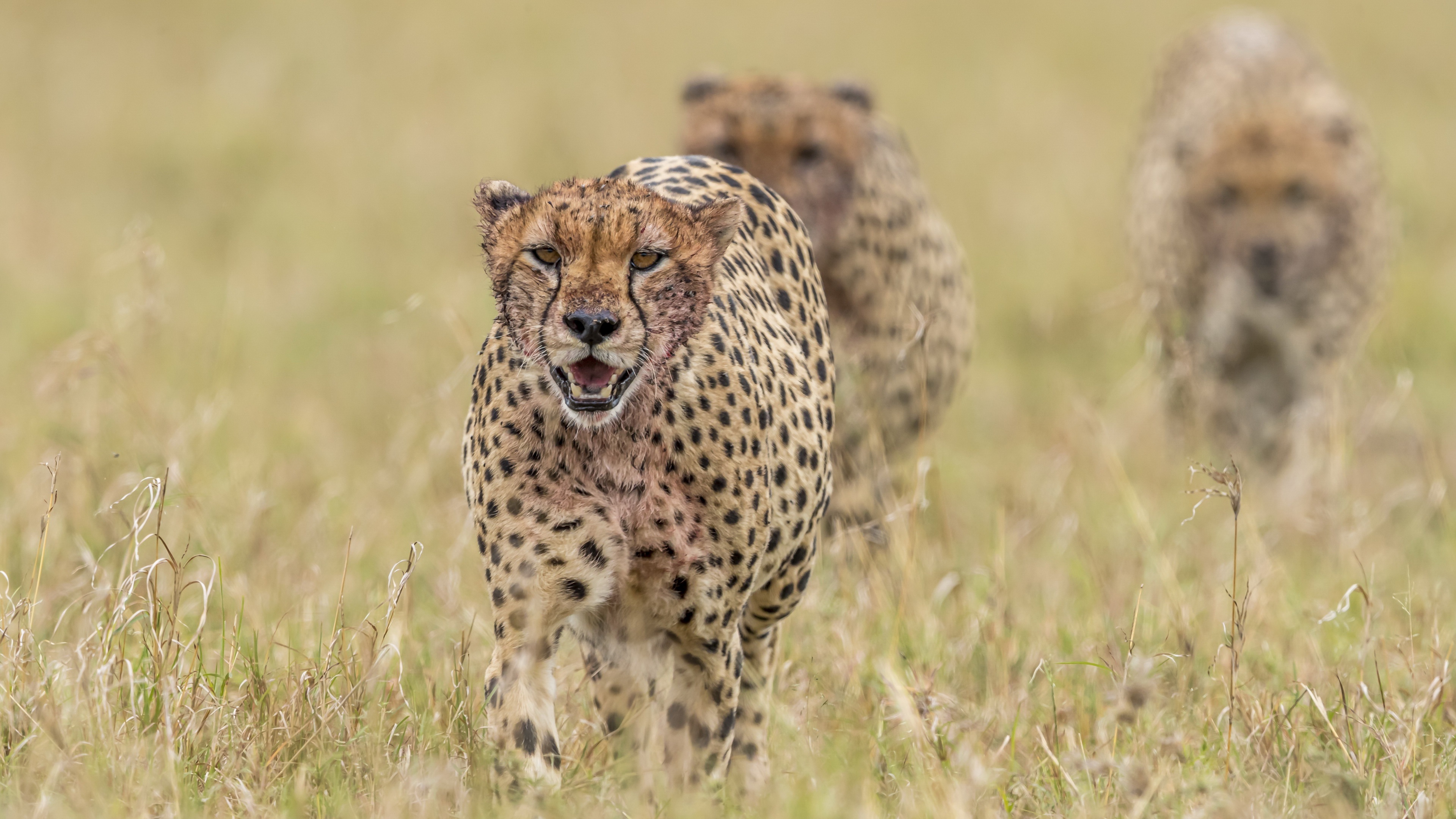 Spotlight on cheetah, Magnificent big cat, Exquisite markings, Ultra HD, 3840x2160 4K Desktop