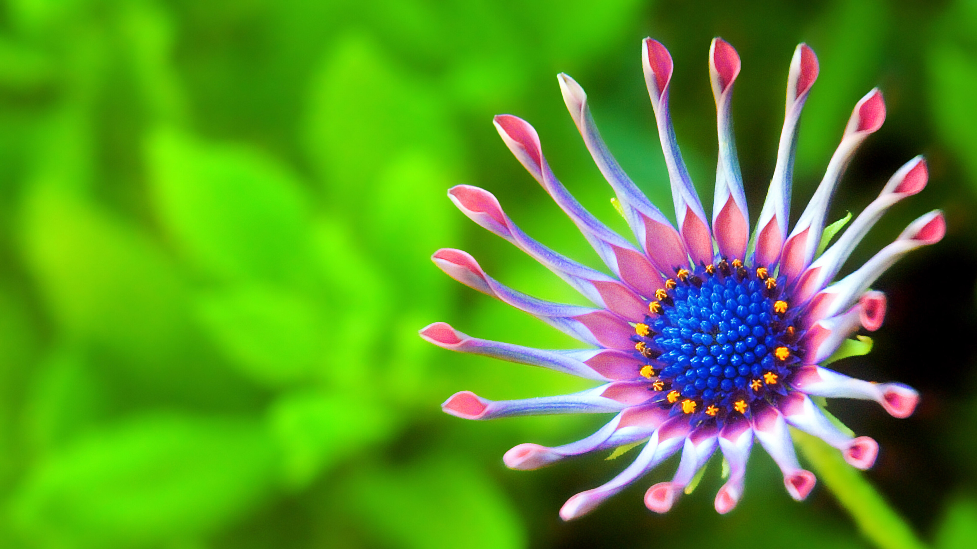 Daisy: A wild flowering plant Bellis perennis of the Asteraceae family. 3840x2160 4K Wallpaper.