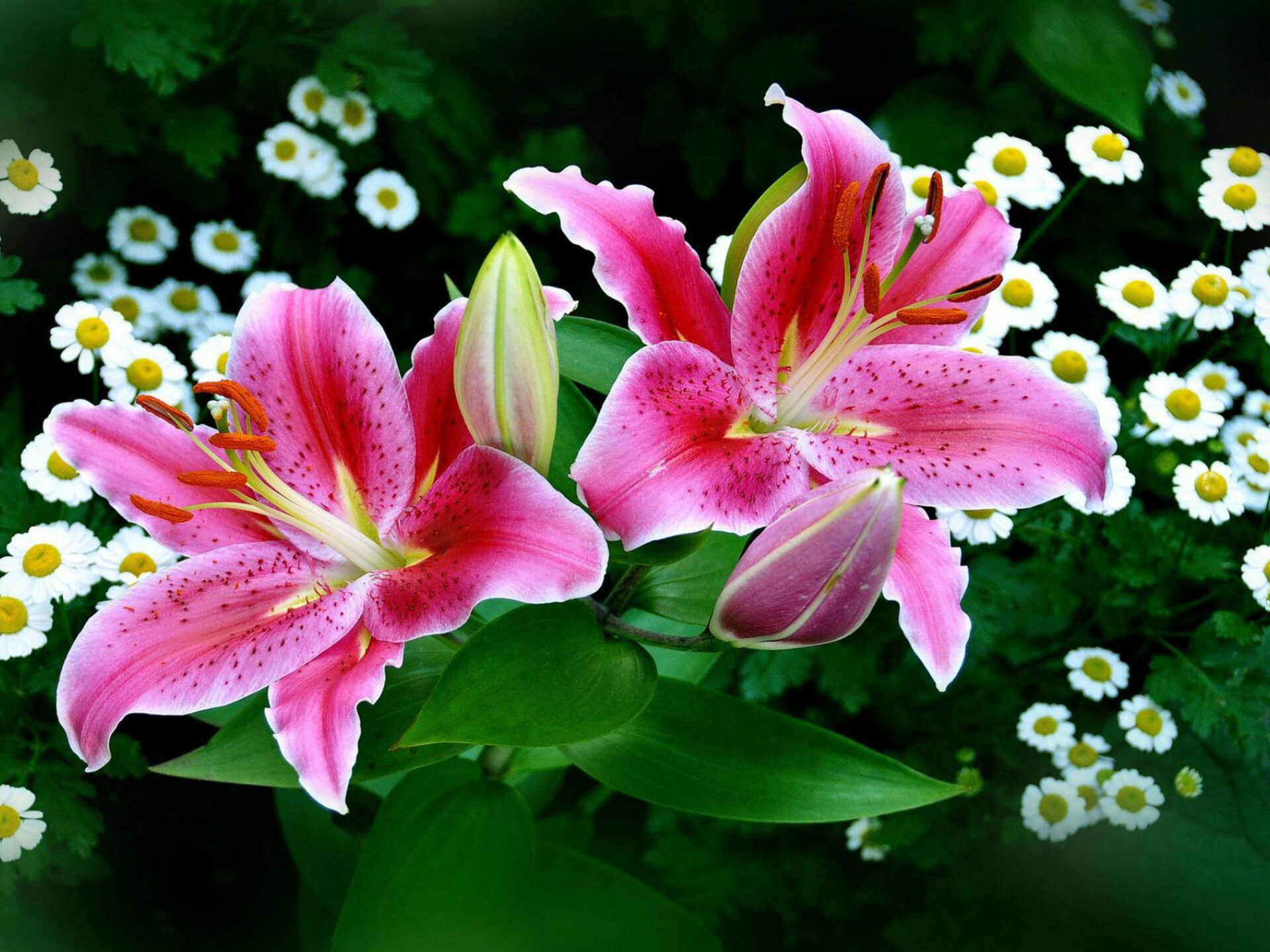 Lily: Lilies are usually planted as bulbs in the dormant season. 1920x1440 HD Background.
