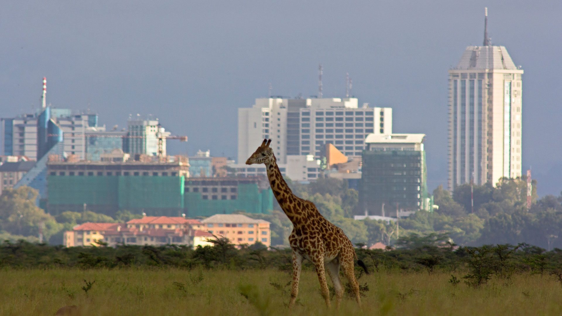 Nairobi, Kenya, Safari essentials, Packing tips, Wildlife adventure, 1920x1080 Full HD Desktop