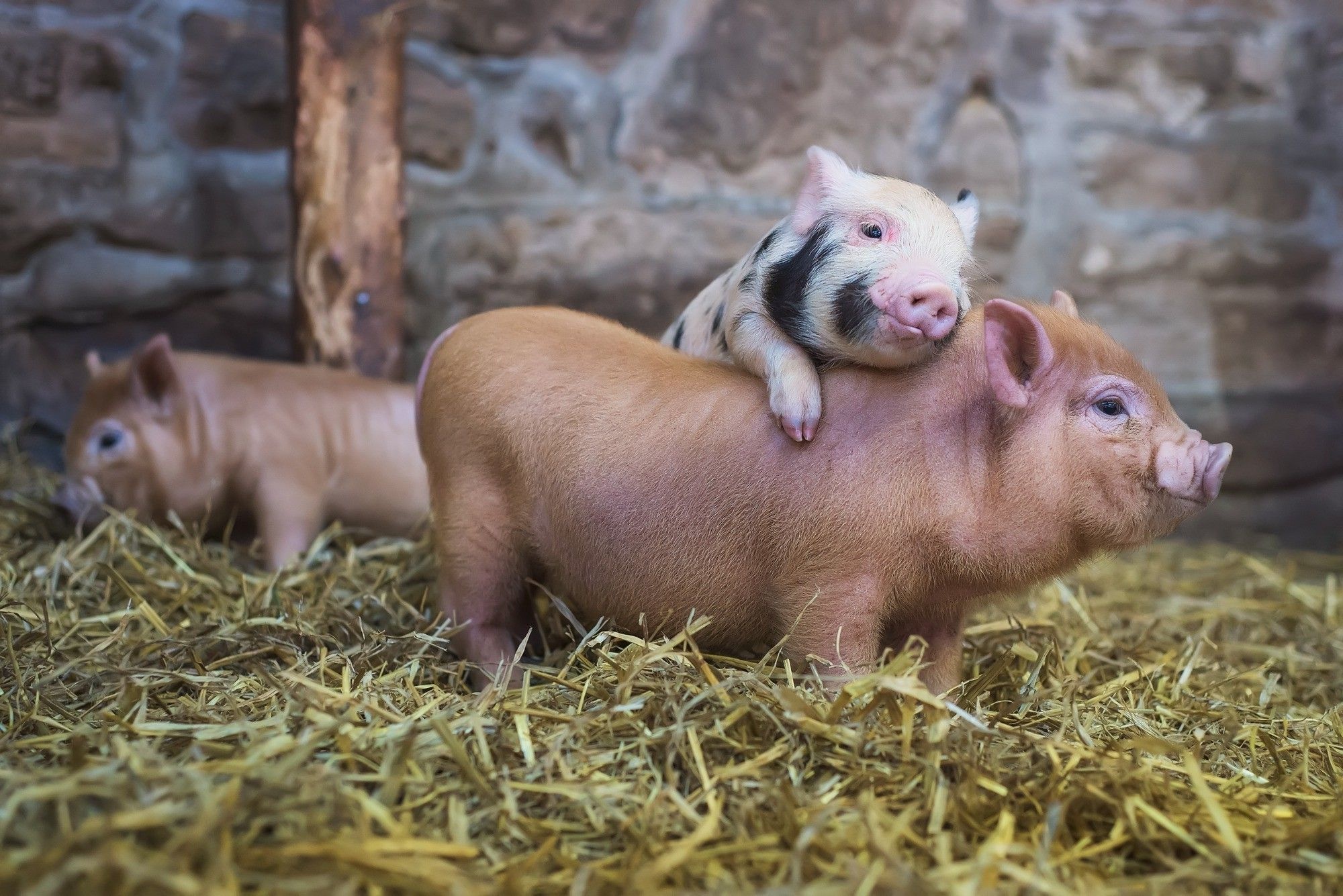 Beautiful happy animals, Piggy wallpaper, Pig pictures, Adorable farm creatures, 2000x1340 HD Desktop