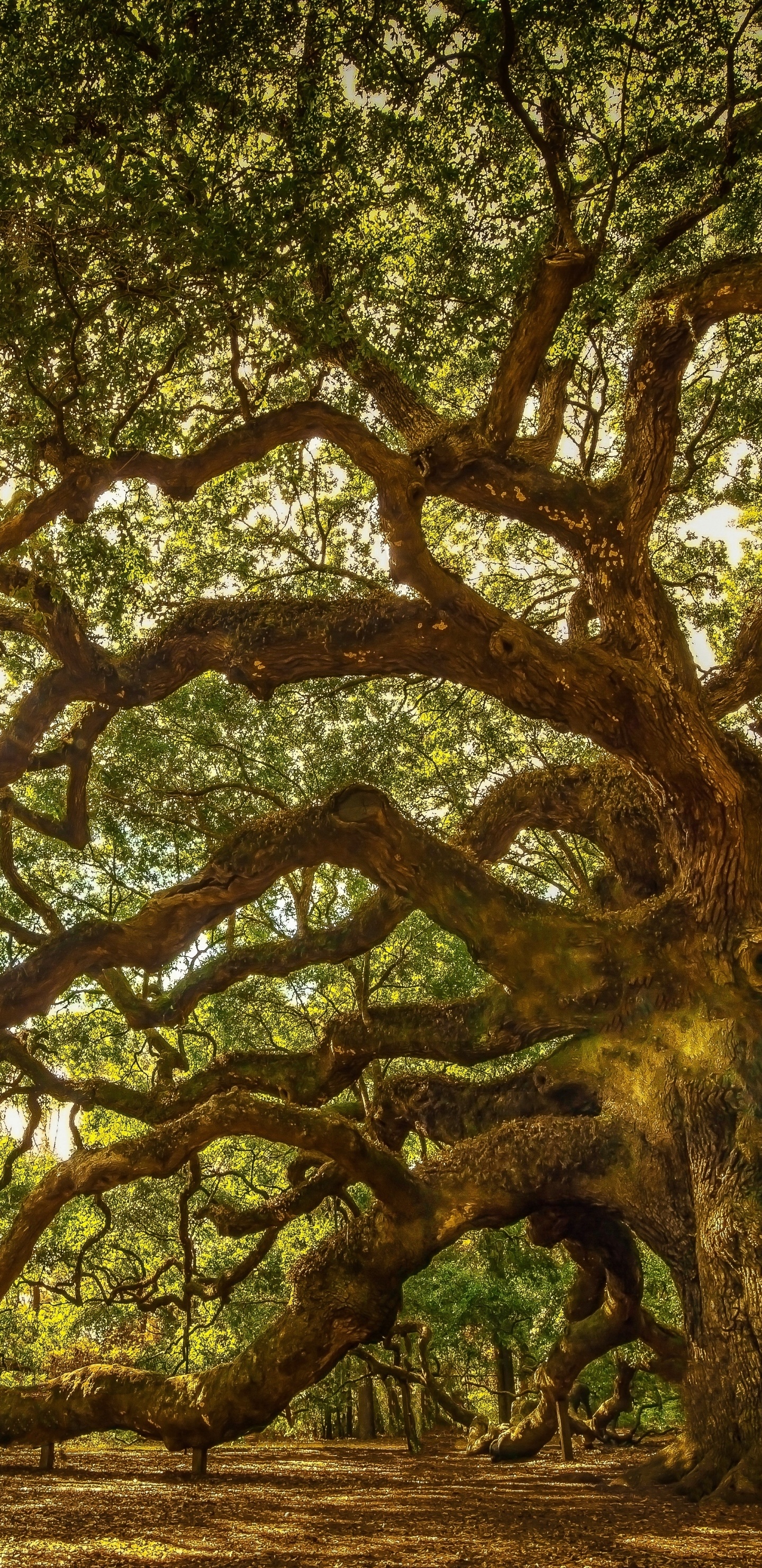 Earthly beauty, Angel oak tree, Majestic presence, Serene landscape, 1440x2960 HD Phone