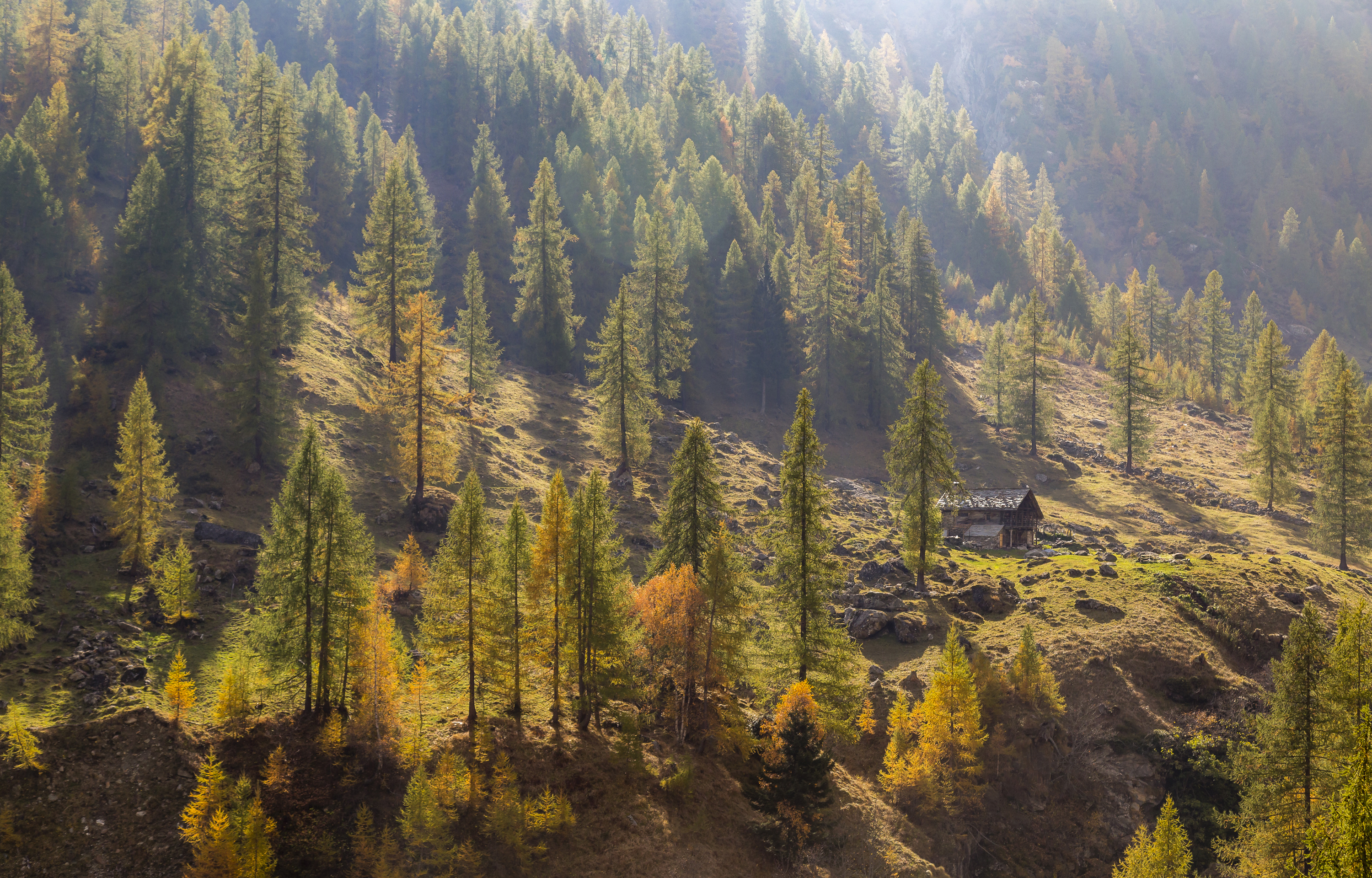 Piedmont nature, Autumn trees, Spruce landscape, Italian scenery, 3000x1920 HD Desktop