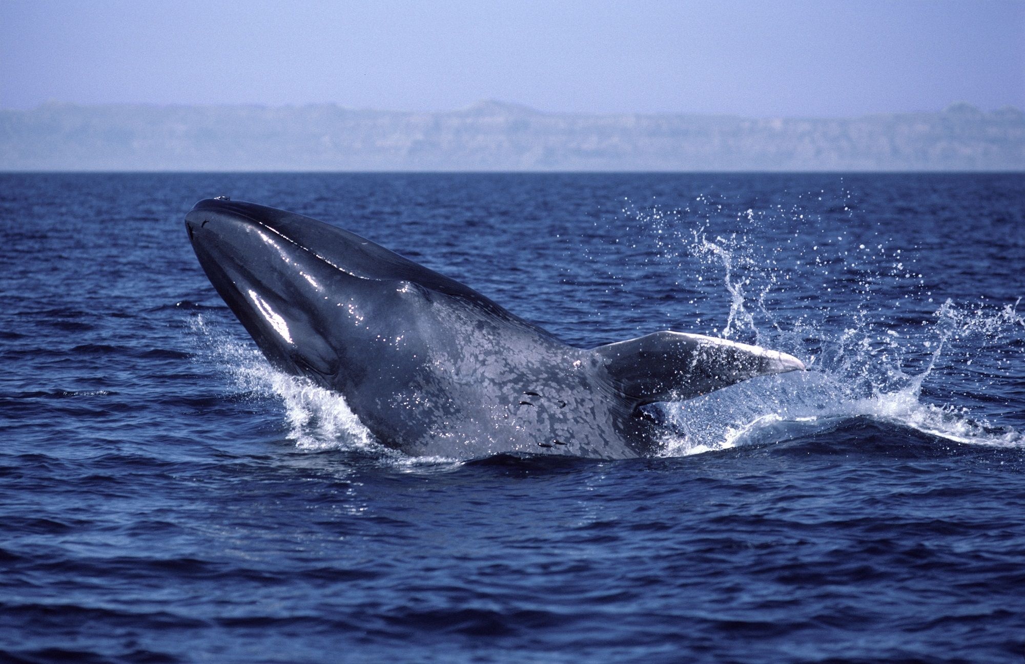 Blue Whale, Ski safari, Generator site, Blue whale animal, 2000x1300 HD Desktop