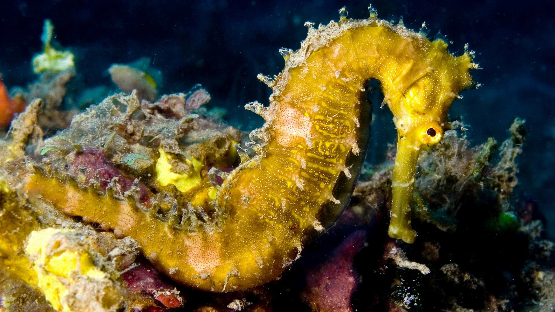 Seahorse wallpaper collection, Captivating imagery, Oceanic charm, Aquatic serenity, 1920x1080 Full HD Desktop