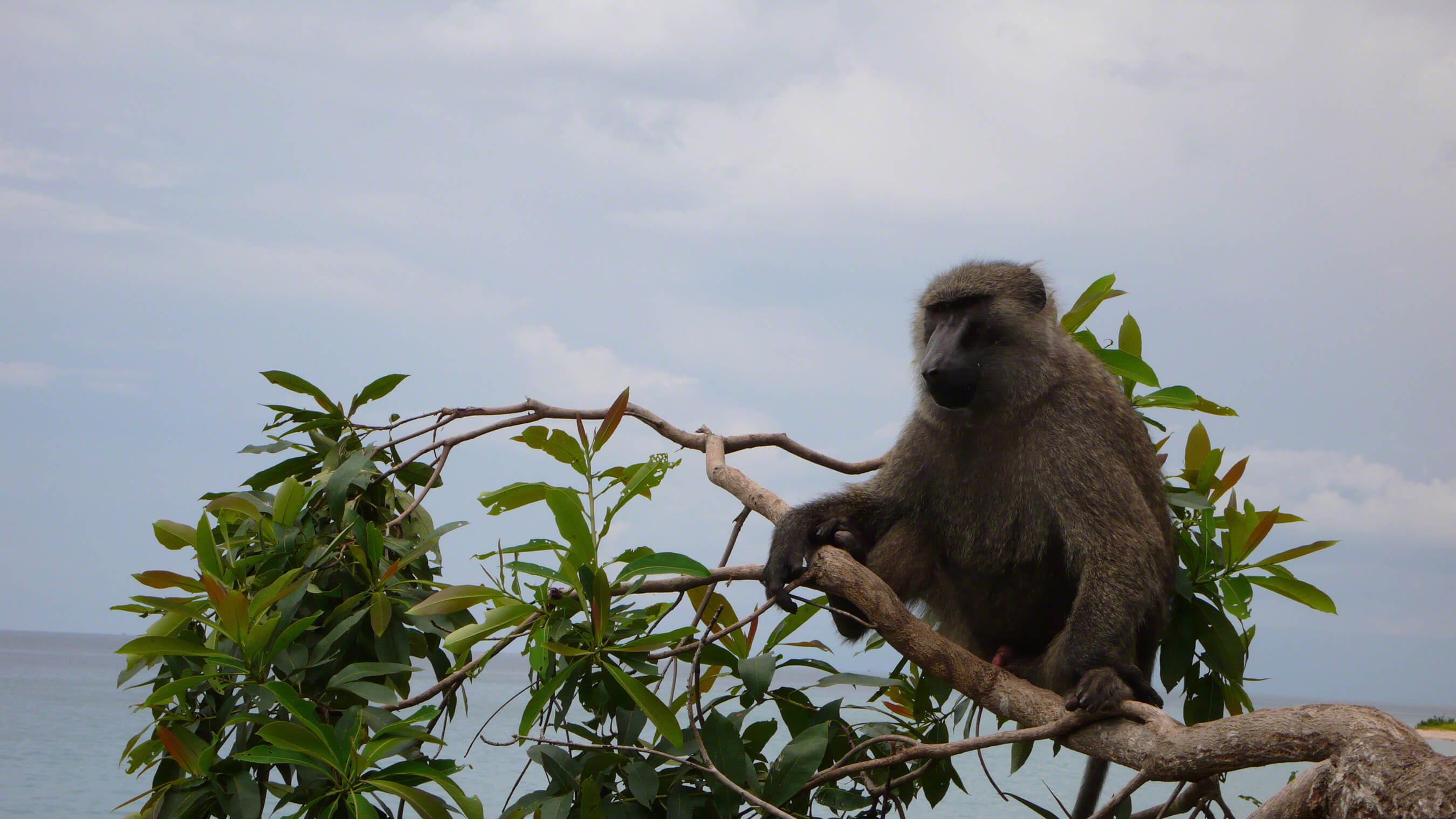 Baboon research, Jane Goodall Institute, Primate studies, Scientific exploration, 2700x1520 HD Desktop