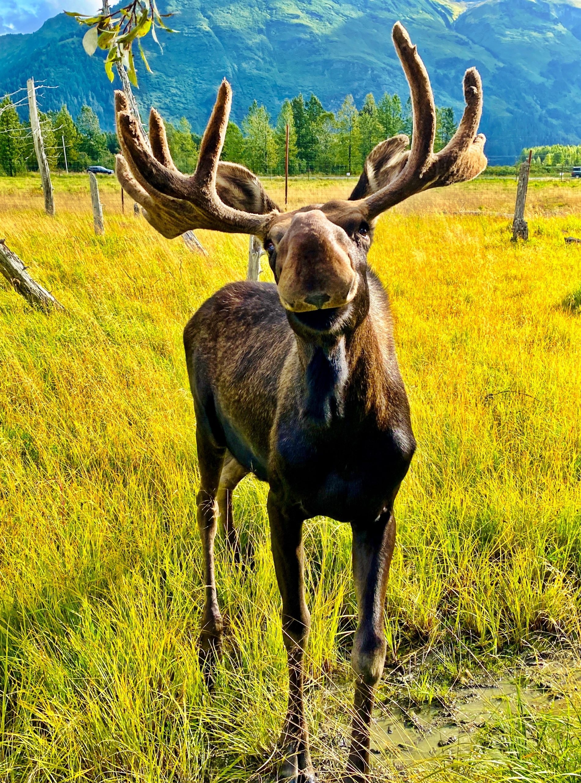 Adopt a moose, Wildlife conservation, Support nature, Unique opportunity, 1900x2560 HD Phone