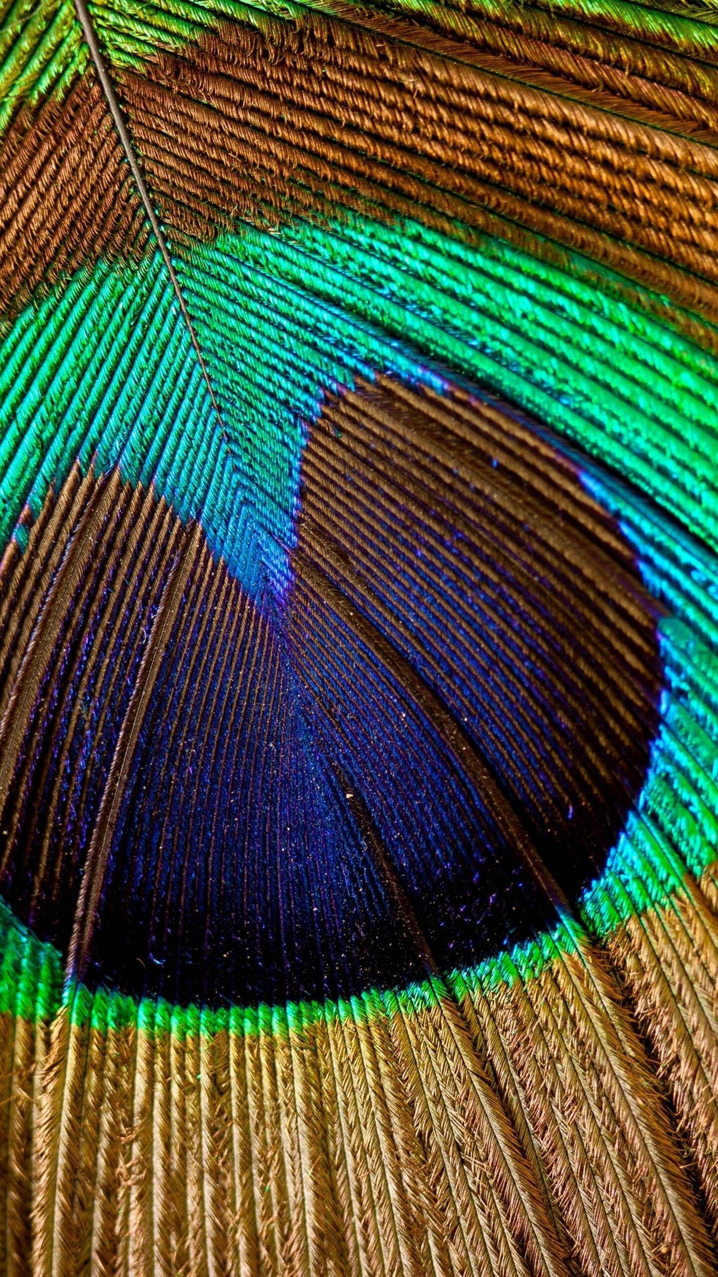Peacock: Feathers are marked with eyespots, best seen when a bird fans his tail. 1440x2560 HD Background.