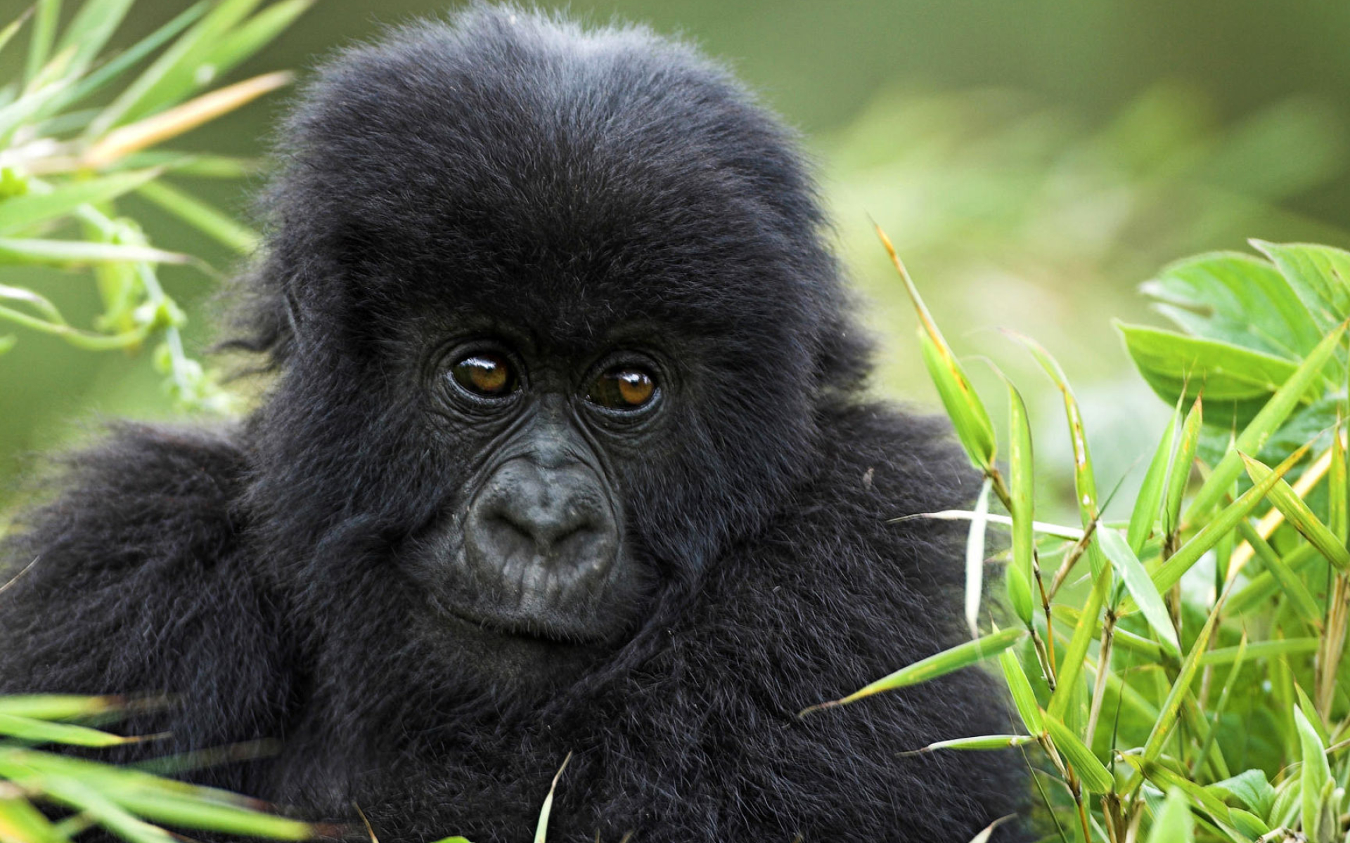 Gorilla close-up, Beautiful beast, Nature's wonder, Expressive eyes, 1920x1200 HD Desktop