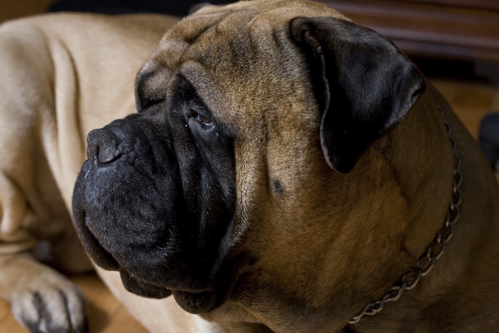 Bullmastiff dog, Protective nature, HD wallpapers, Mobile backgrounds, 2130x1420 HD Desktop