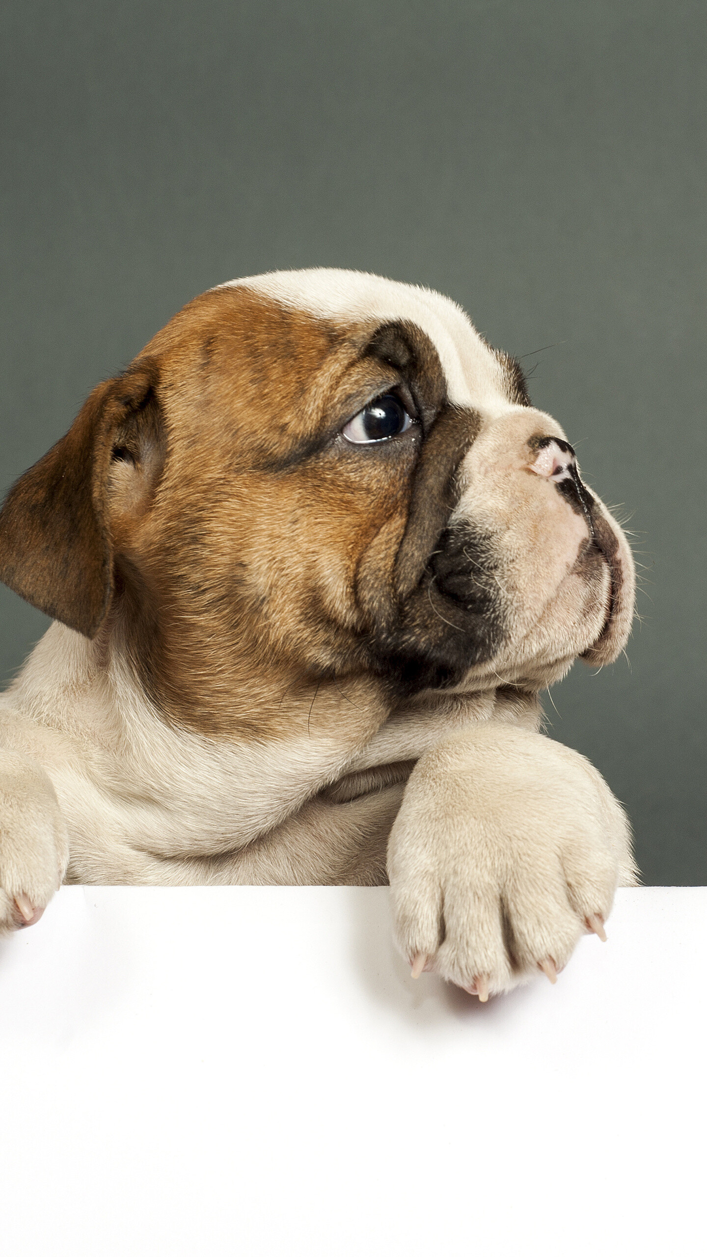 Puppy: Bulldog, commonly kept as a companion dog. 1440x2560 HD Background.